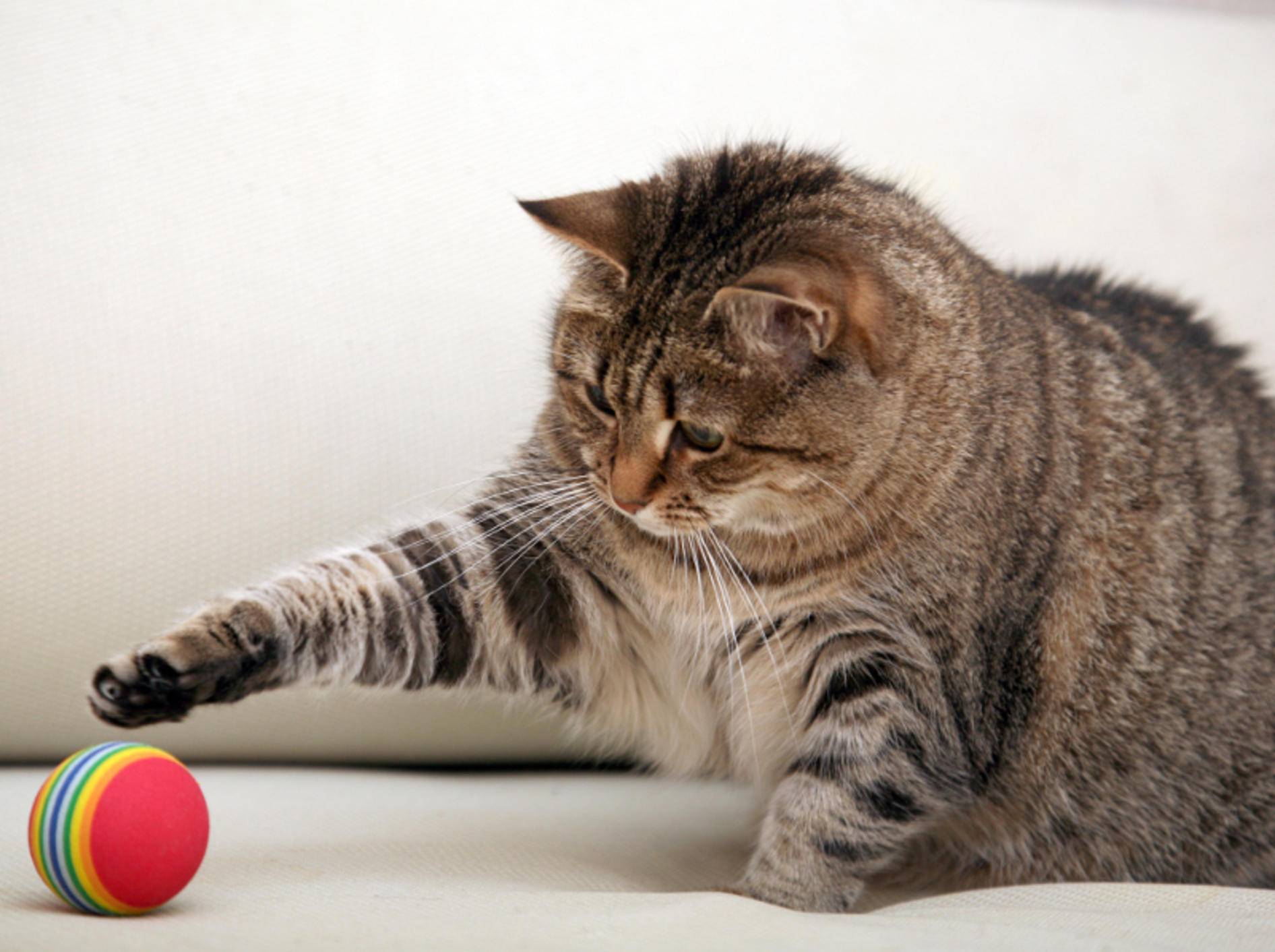 Кэтс плей. Кошка играет. Мячик для кота. Кот играет с мячиком. Толстый полосатый кот.
