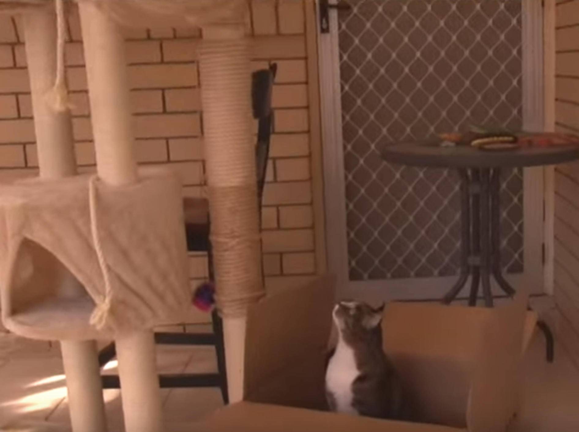 "Neuer Kratzbaum? Pffft": Katzen finden Verpackung spannender – Bild: YouTube / CATMANTOO