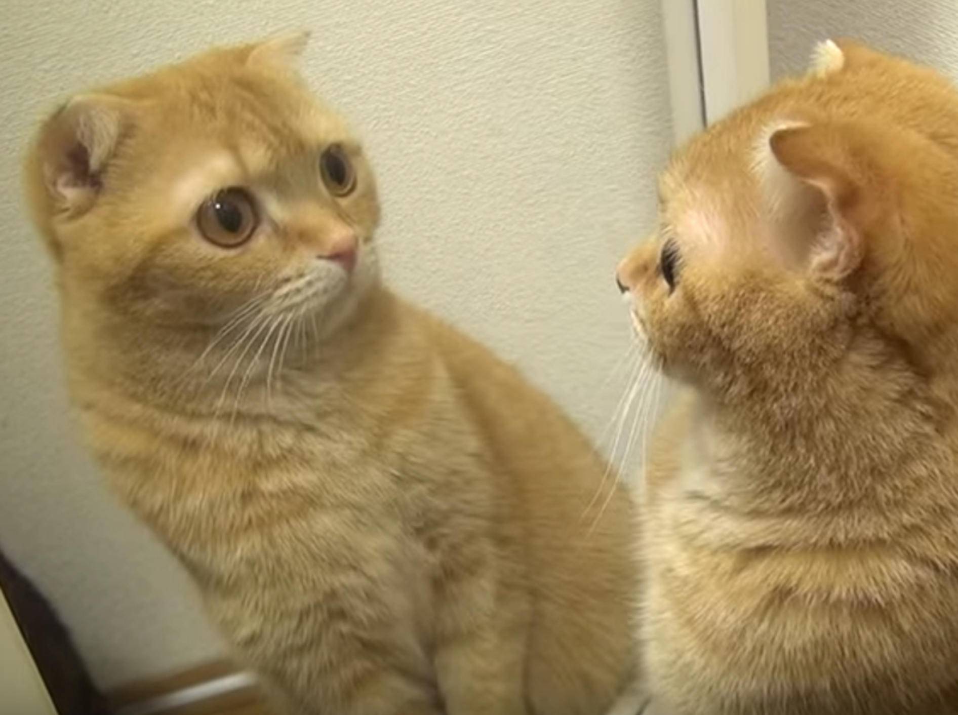 Faszinierte Katzen: Spieglein, Spieglein an der Wand ... – Bild: YouTube / 10 Cats.