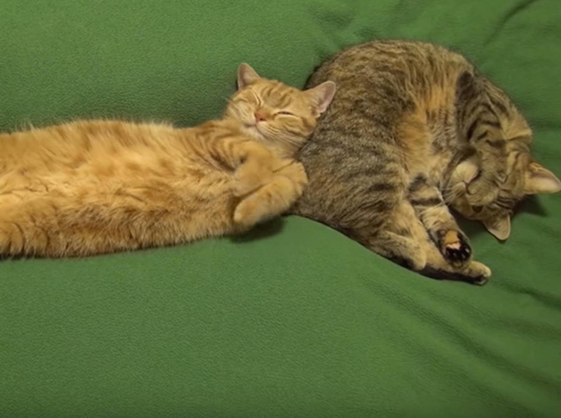 Schlaf, Kätzchen, schlaf! So machen Katzen es sich gemütlich – Bild: YouTube / 10 Cats.