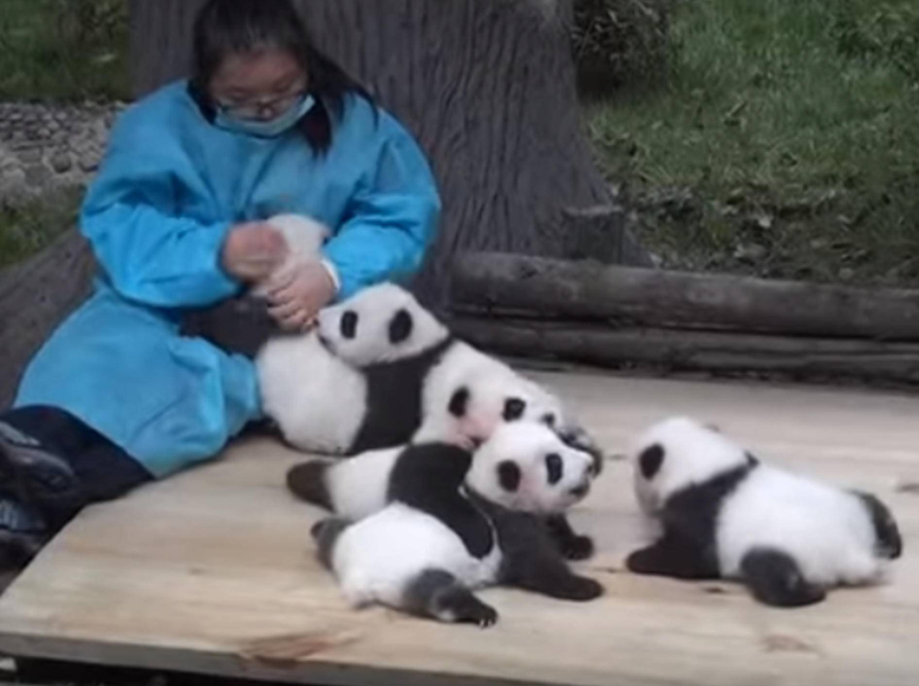 Flauschigsüße Panda-Babys knuddeln mit ihrer Pflegerin – Bild: YouTube / Ching Chang Chong