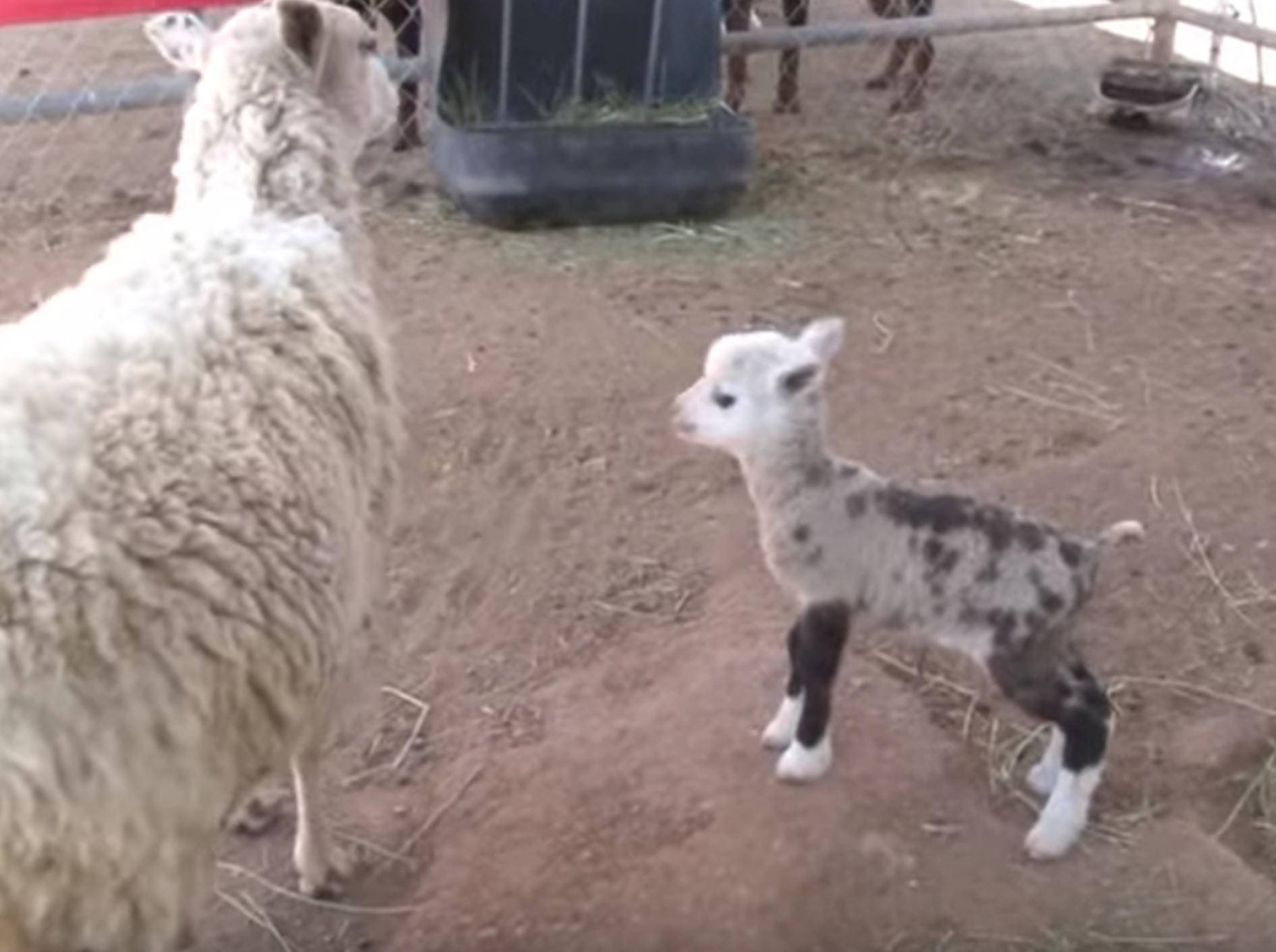Ziegen-Schaf-Baby ist superniedlich – Bild: YouTube / FOX10 News - WALA