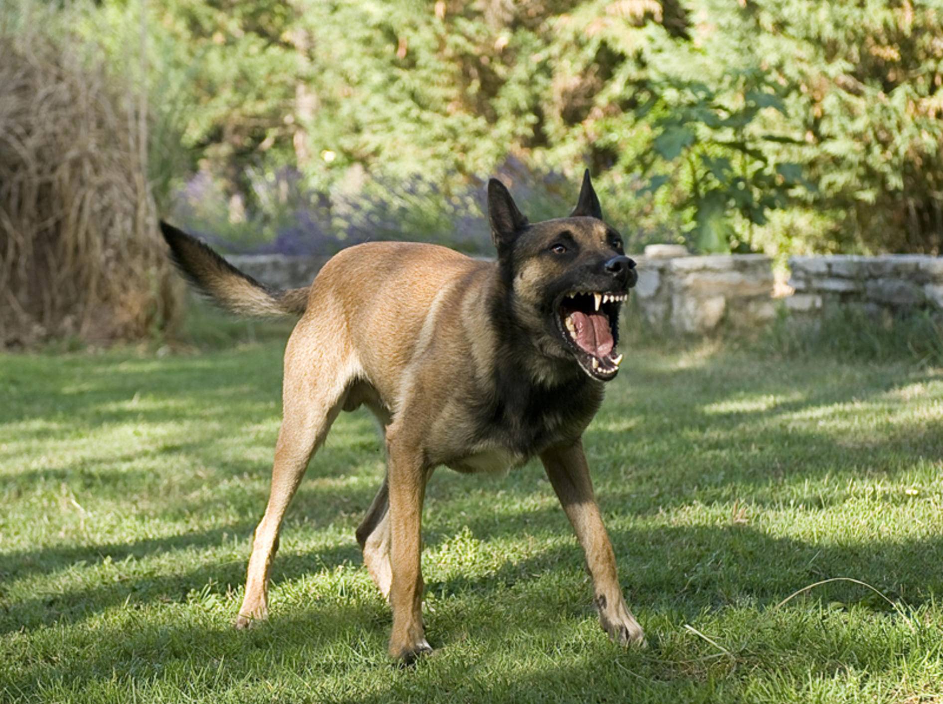 Unehrlichkeit bei der Problemhundetherapie kann gefährlich werden – Shutterstock / cynoclub
