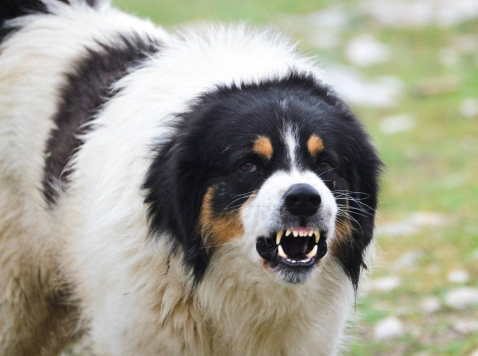 Wenn Hunde ständig aggressiv werden, kann eine Problemhundetherapie helfen – Shutterstock / OgnjenO
