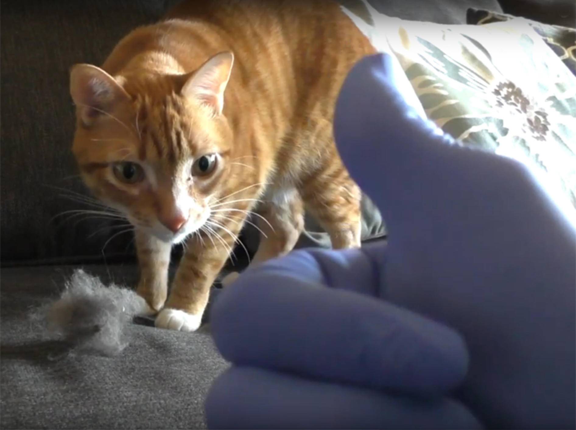 Cole und Marmalade geben praktische Tipps für Katzenhalter – YouTube / Cole and Marmalade