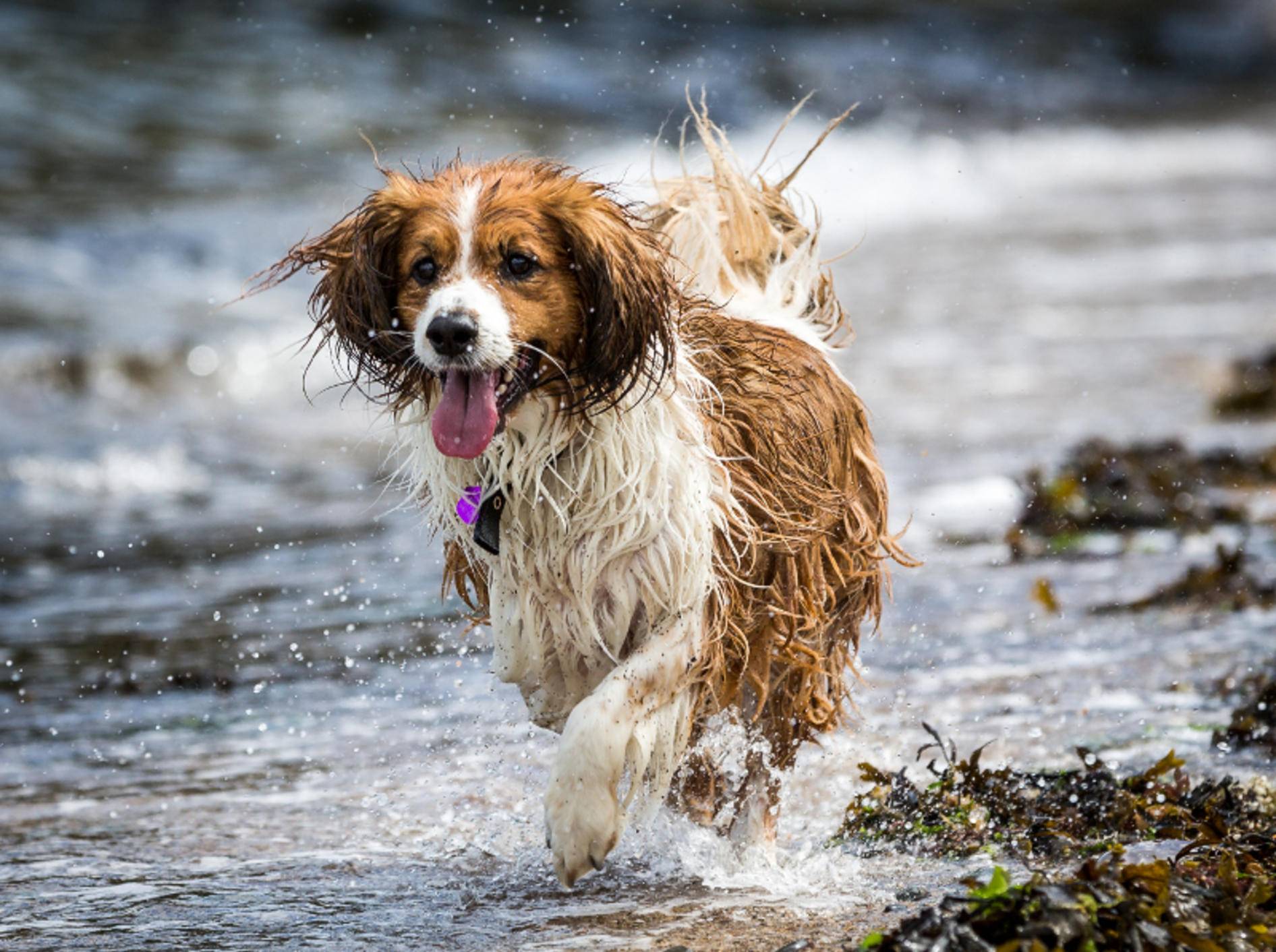 "Ich habe nur drei Beine – na und?", denkt sich dieser Wasserfreund und rennt weiter – Shutterstock / Daz-Stock