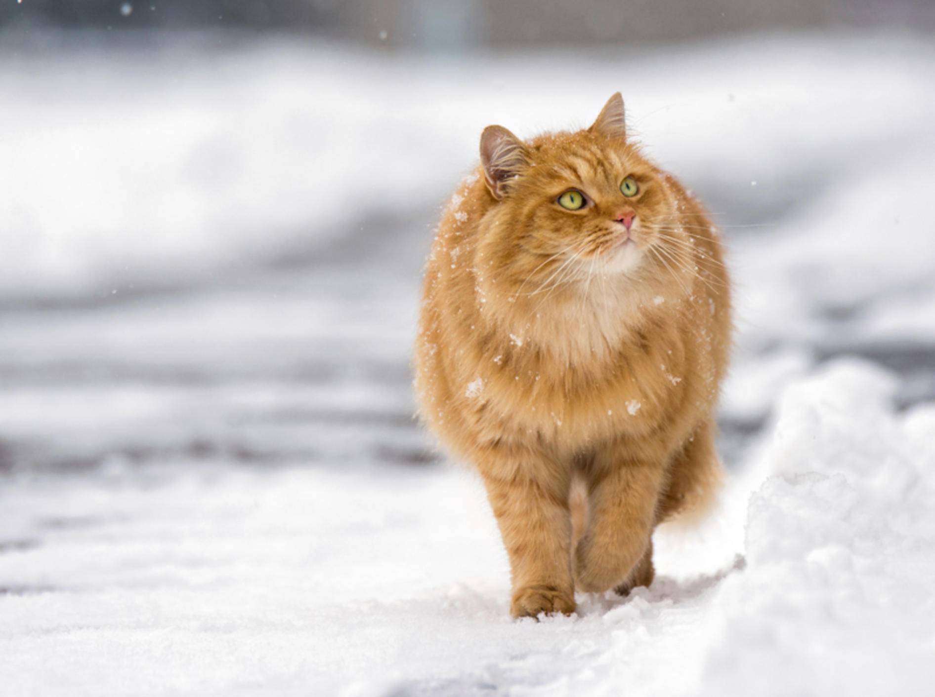 "Winterspeck? Ich? Von wegen! Ich bin einfach sehr plüschig!", denkt diese Katze – Shutterstock / DavidTB
