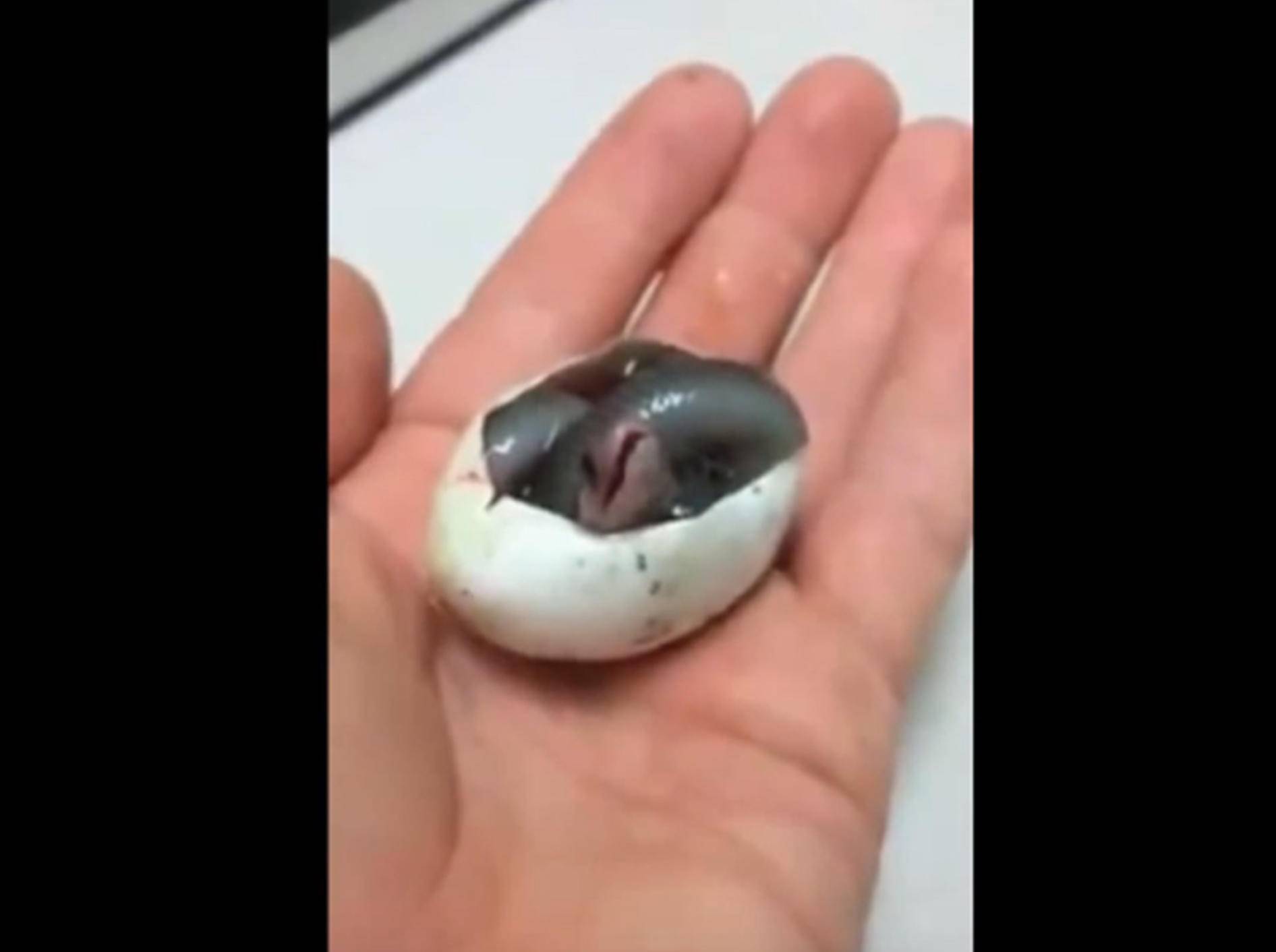 Frisch geschlüpfte Baby-Schlange gähnt total niedlich! – YouTube / SlideShow ForFun