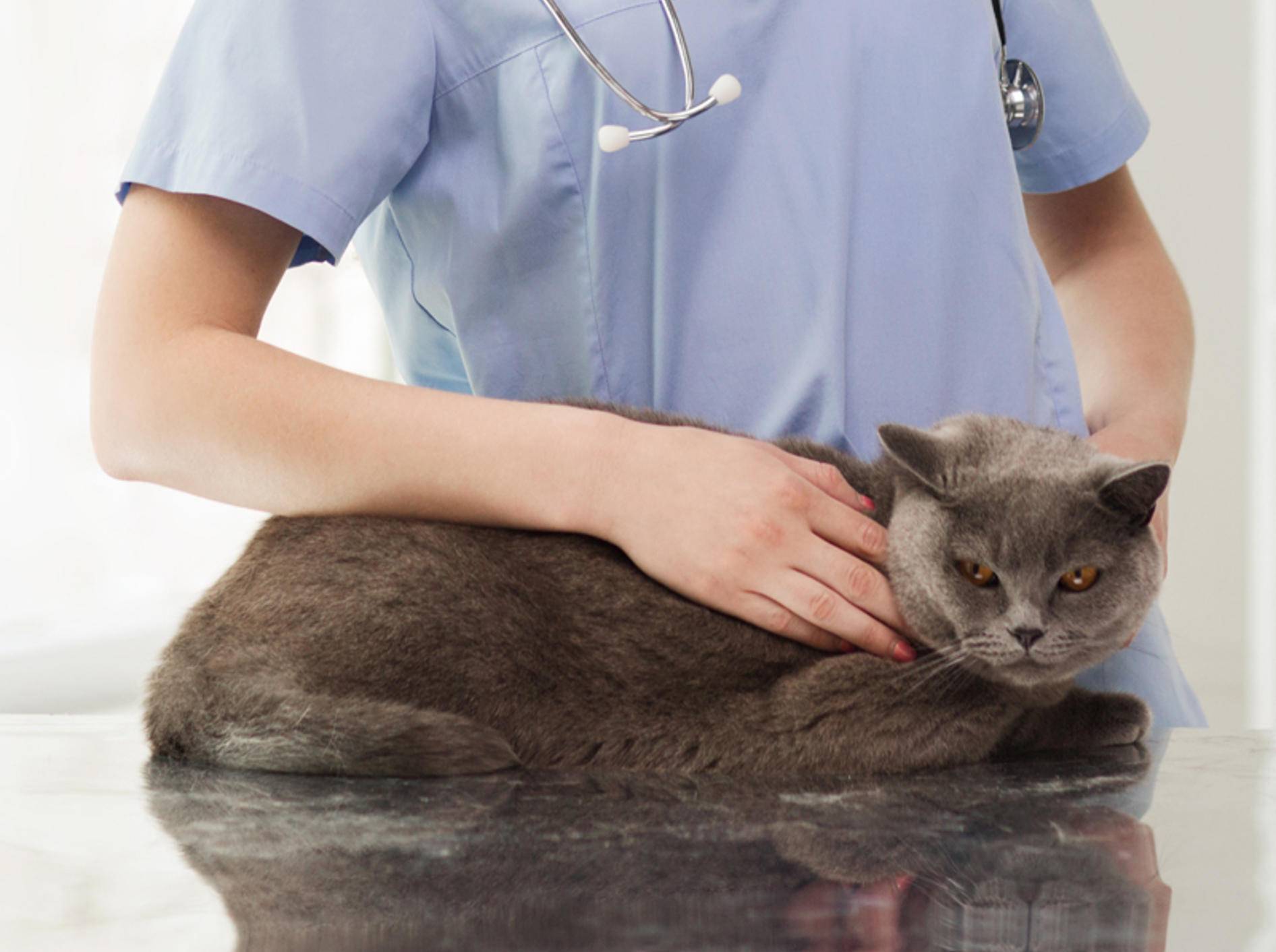 Ist eine Kastration oder Sterilisation besser für Ihre Katze? – Shutterstock / Syda Productions