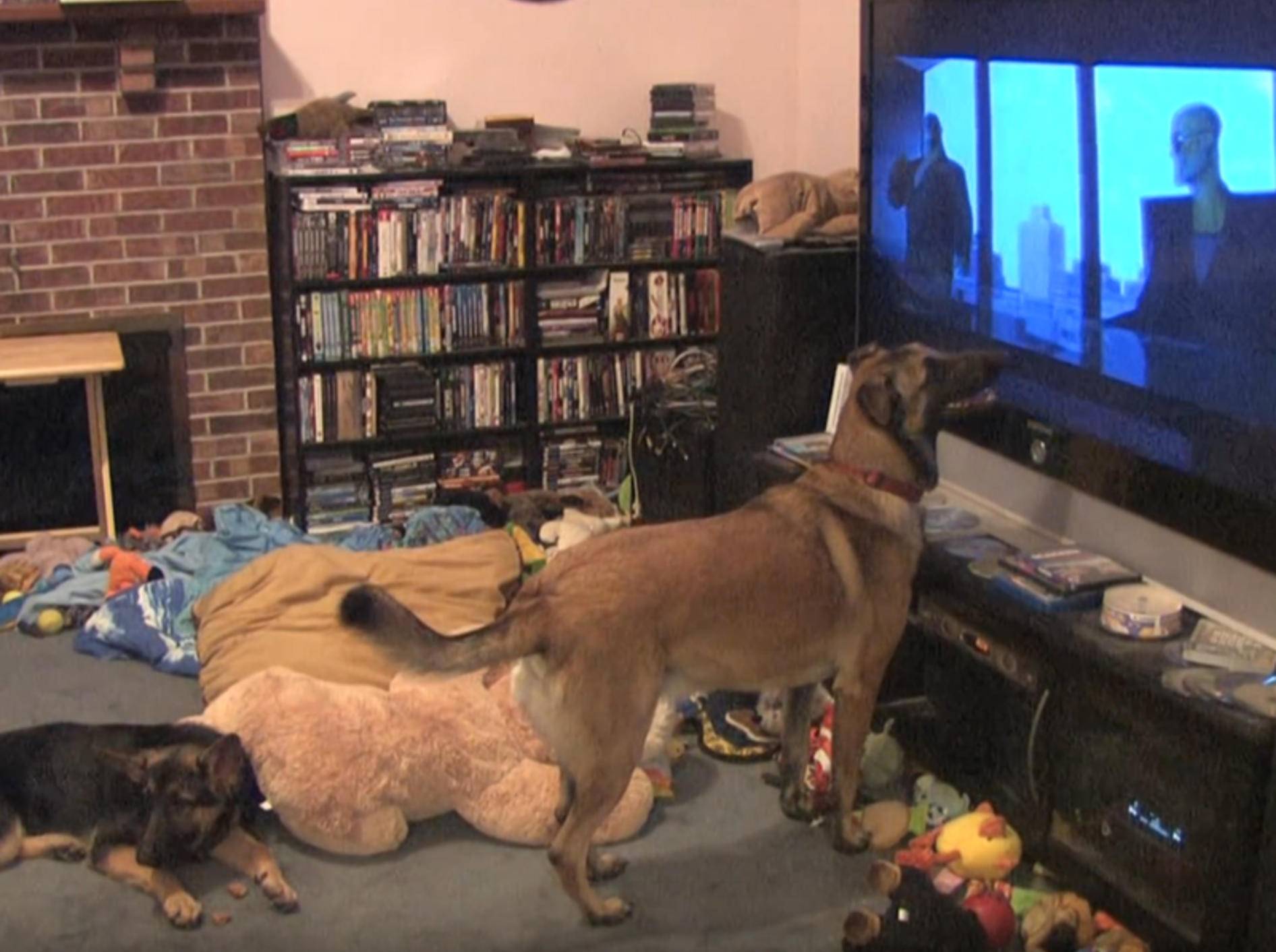 "Oh, das ist mein Lieblingsfilm!": Hund flippt total aus – YouTube / K9Stryker