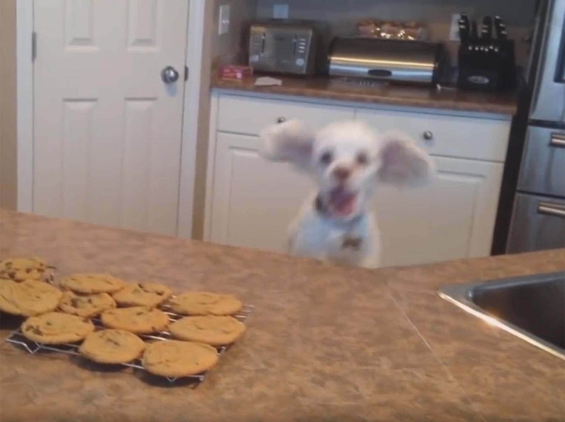 "Wow! Kekse! Krieg ich was ab?": Lustiger Hund hüpft auf und ab – YouTube / Kyoot Animals