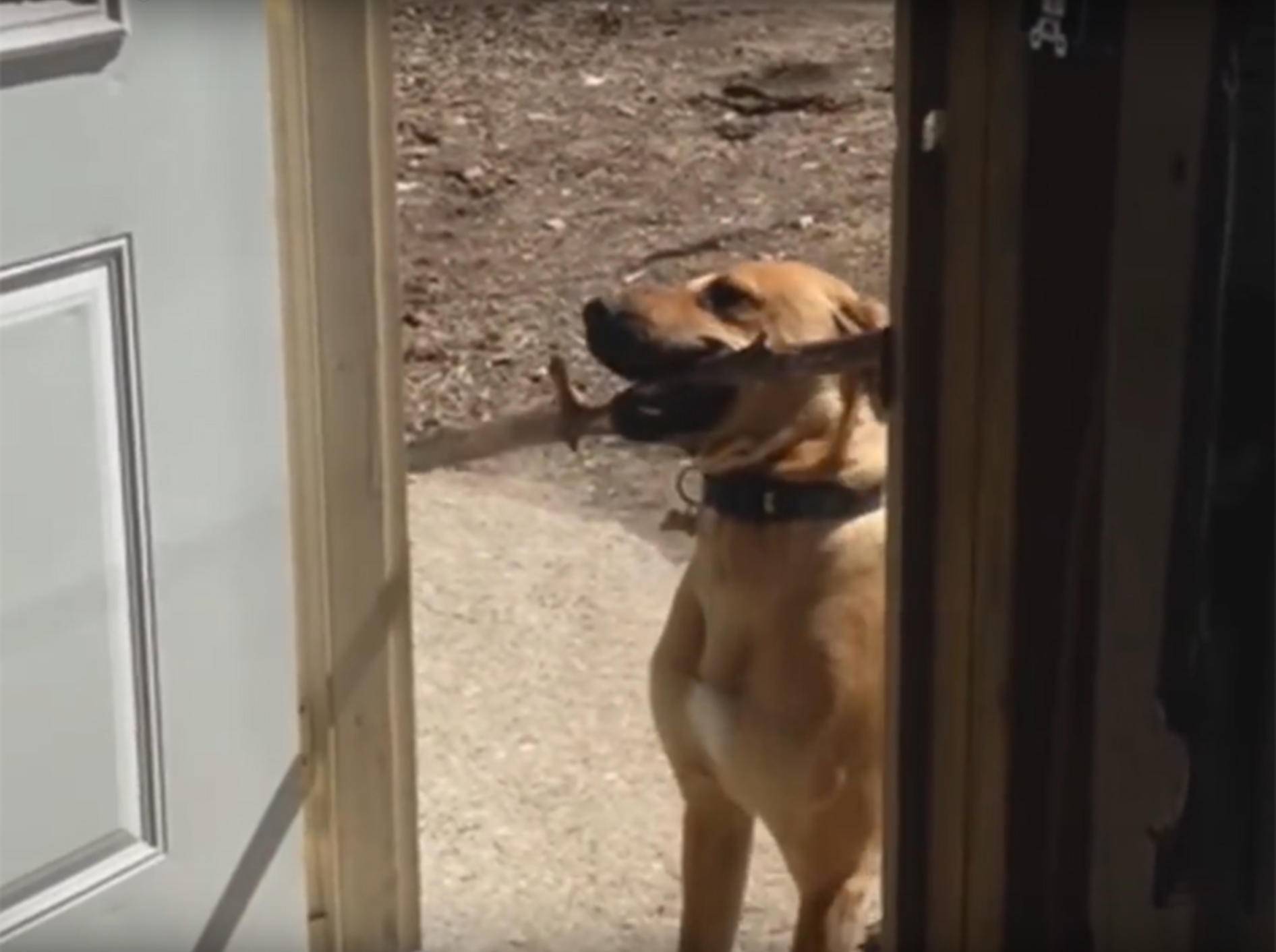 Paddeliger Hund passt mit seinem Stock nicht durch die Tür – YouTube / Kyoot Animals