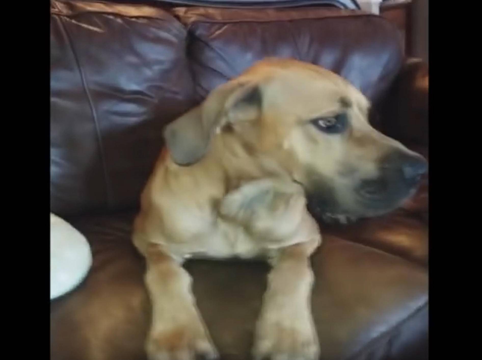 "Wo ist das Sandwich?" Frecher Hund hat Essen geklaut – YouTube / Kyoot Animals