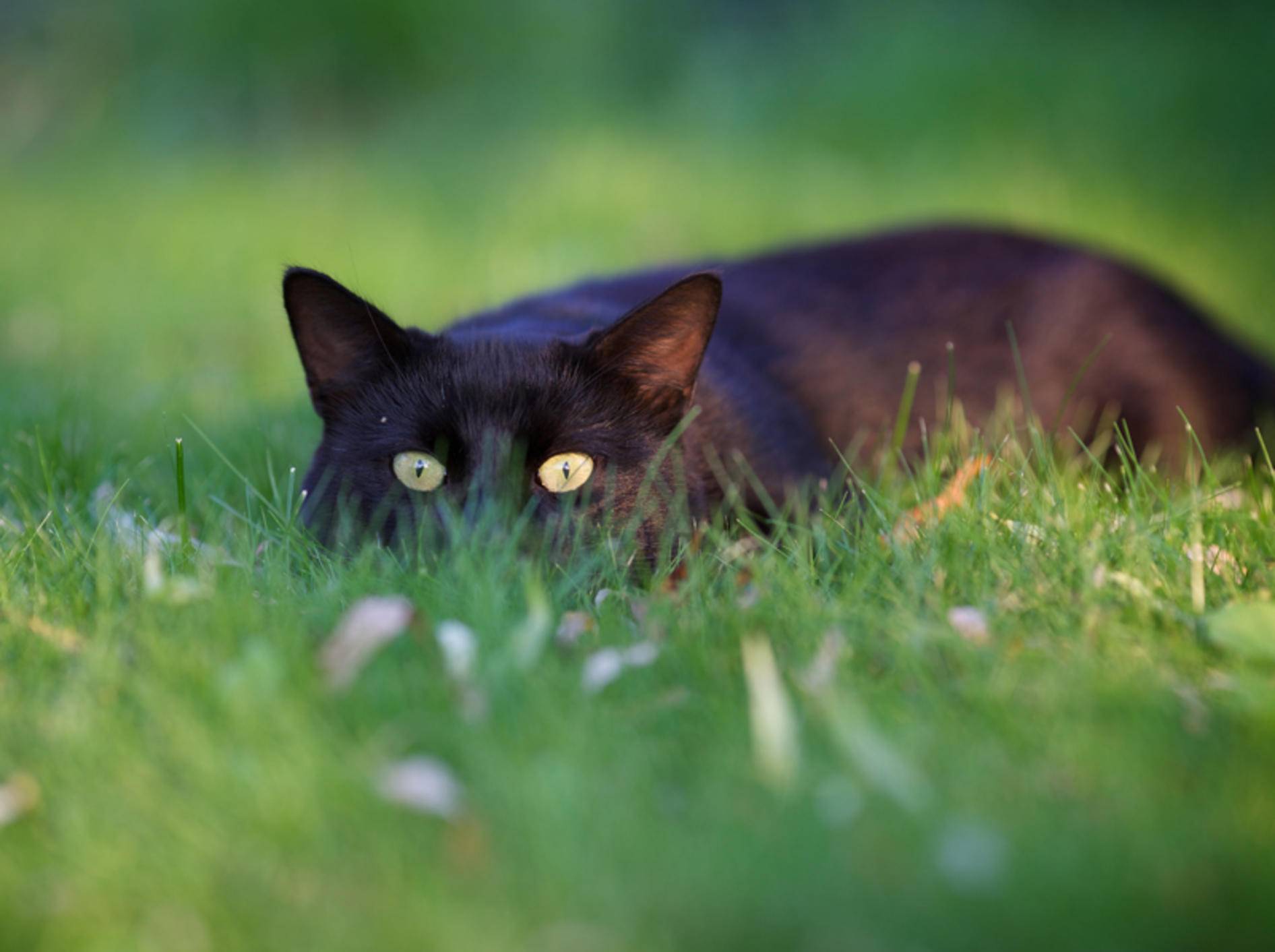 Voller Konzentration liegt die Katze auf der Lauer – Shutterstock / Alina Simakova