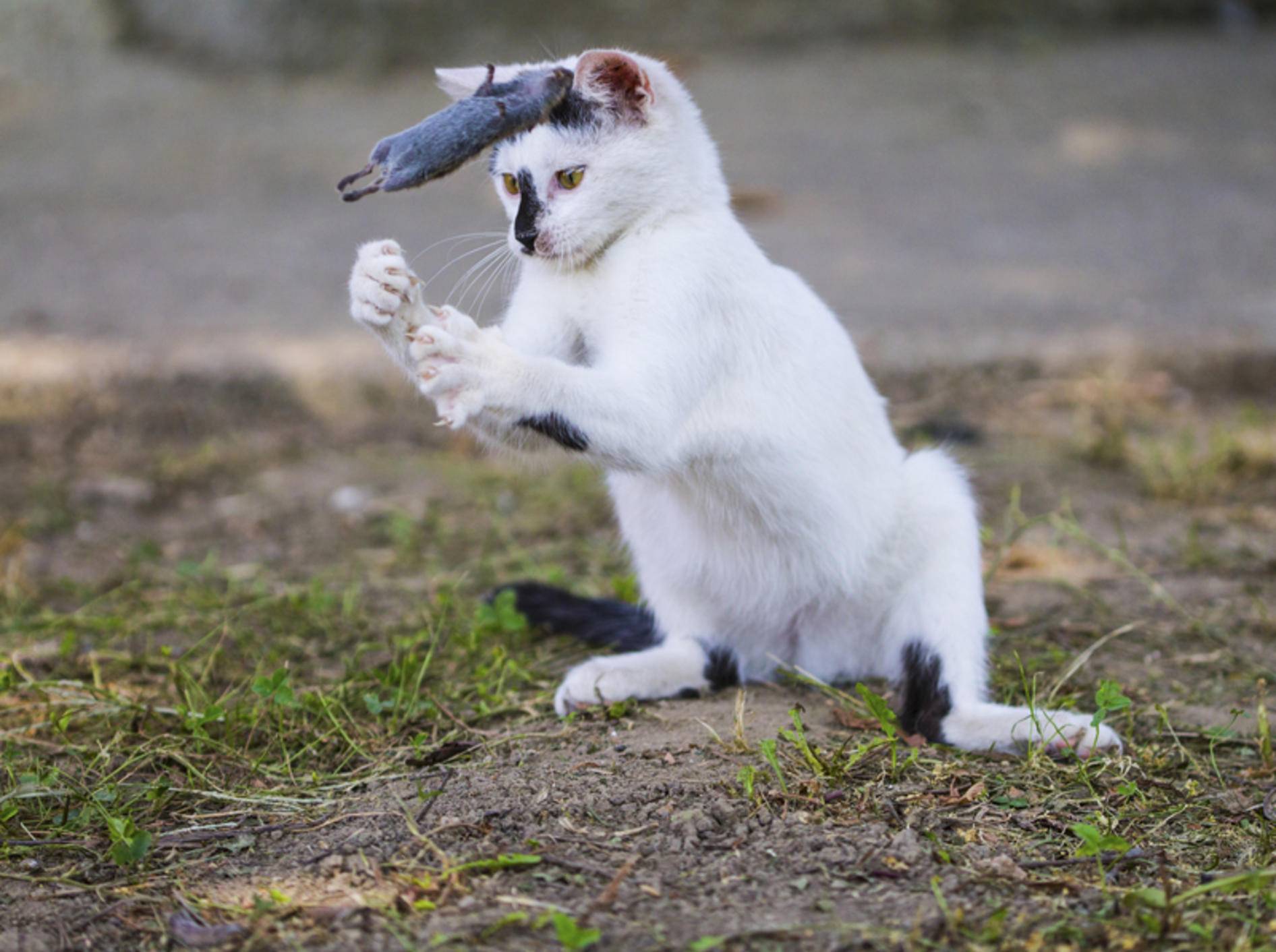 Mit Grausamkeit hat es nichts zu tun, wenn Katzen mit ihrer Beute spielen – Shutterstock / Member