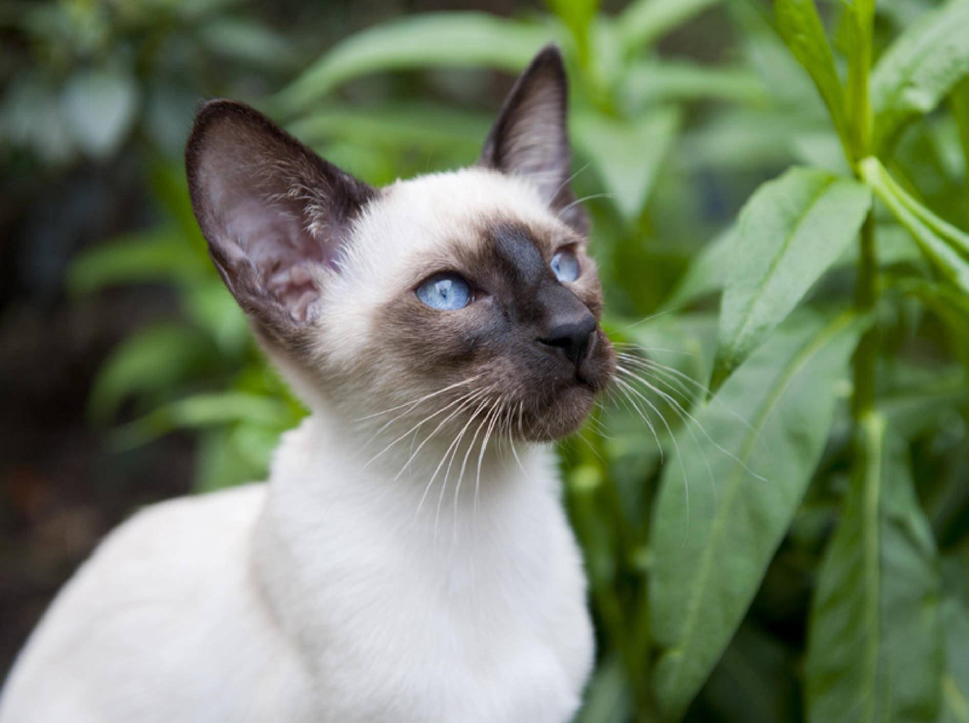 Siamkatzen haben immer ein wunderschönes Point-Fellmuster – Shutterstock / Ivonne Wierink