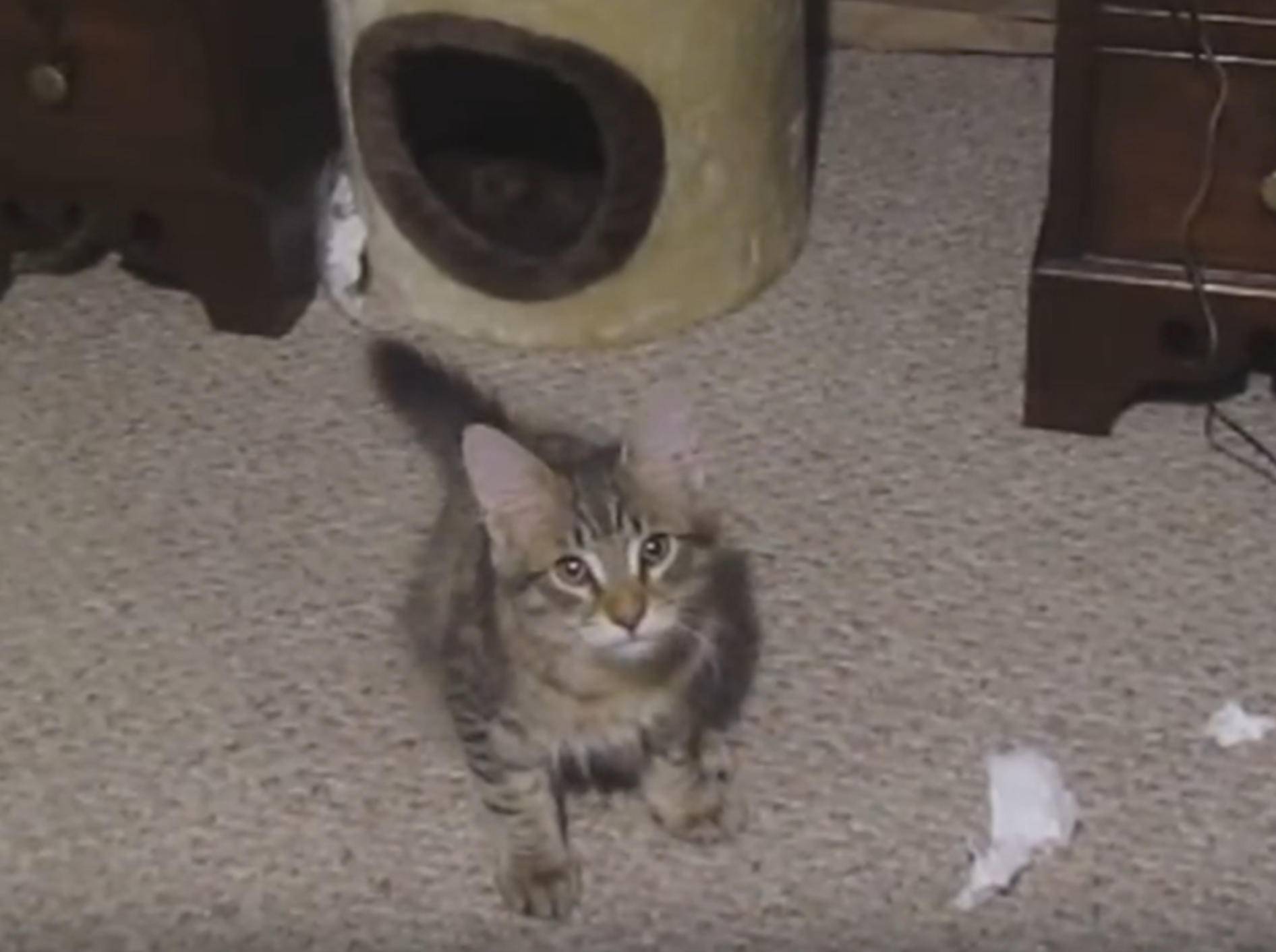 Kleines Kätzchen will nicht aufräumen – YouTube / FrozenVegie