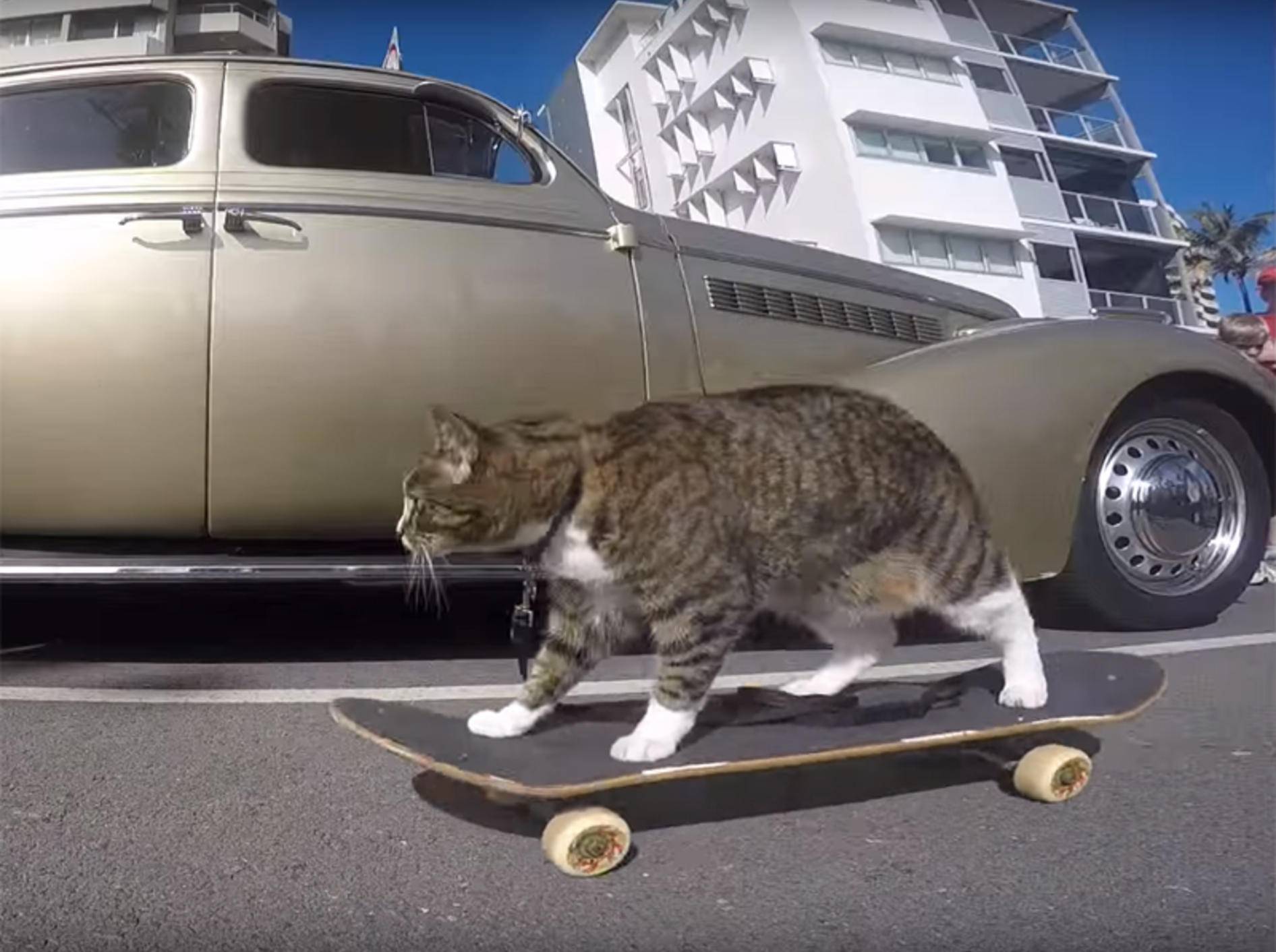 Katze Didga fährt gern Skateboard – YouTube / CATMANTOO
