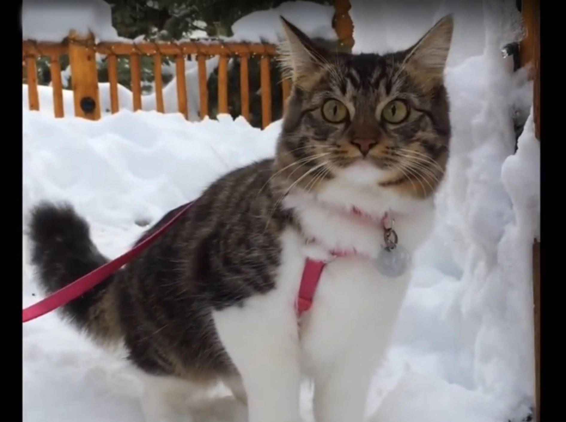 Katze Rosie bei ihrem ersten Schneeausflug mit Husky-Familie – YouTube / Lilothehusky