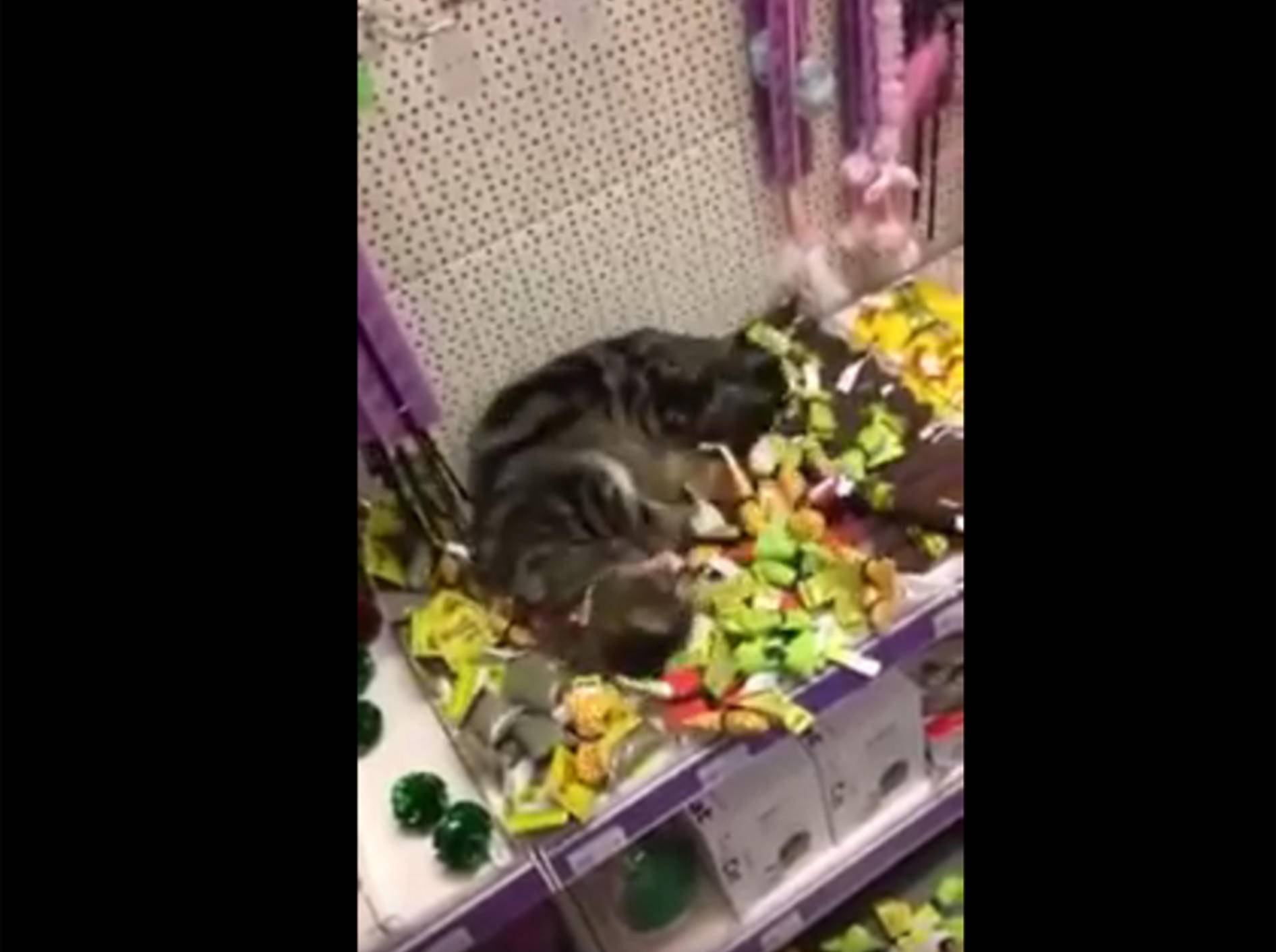 Ausgebuffte Katze klaut Katzenminze im Zoogeschäft – YouTube / SensualCat