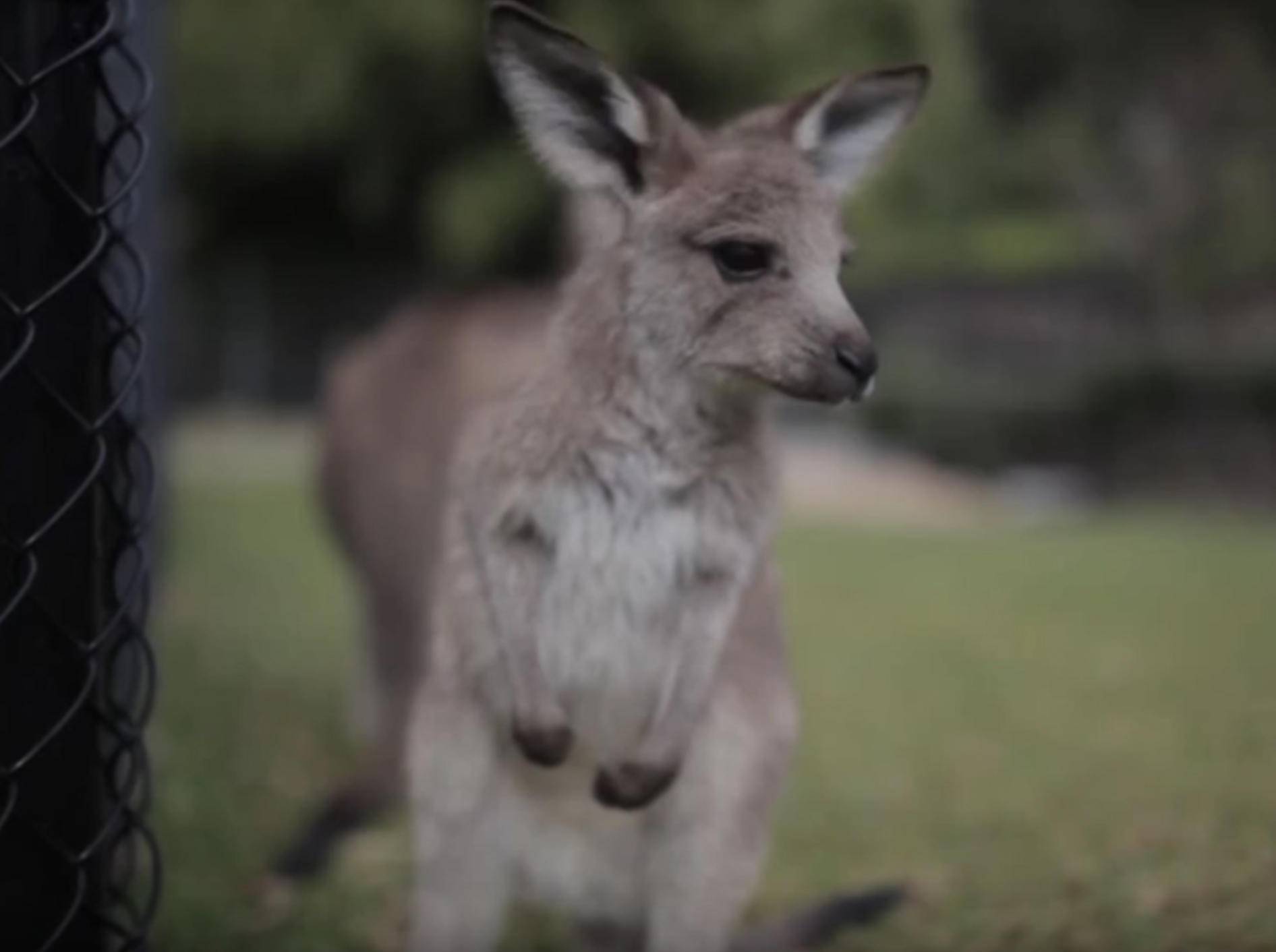 Hatschi! Baby-Känguru muss niesen – YouTube / Symbio Wildlife Park