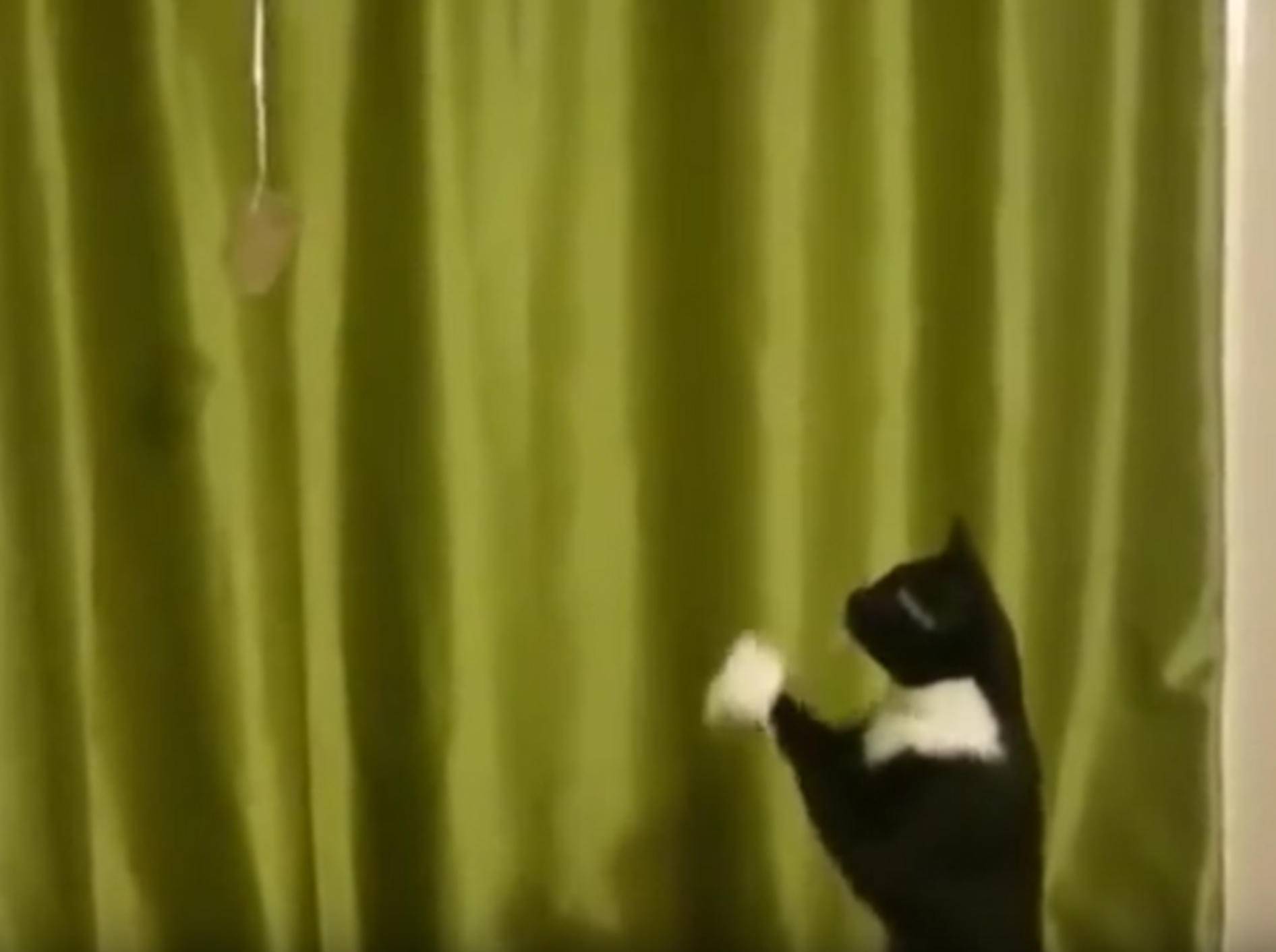 Faule Katze will Spielzeug fangen ohne hochzuspringen – YouTube / Carl Roll