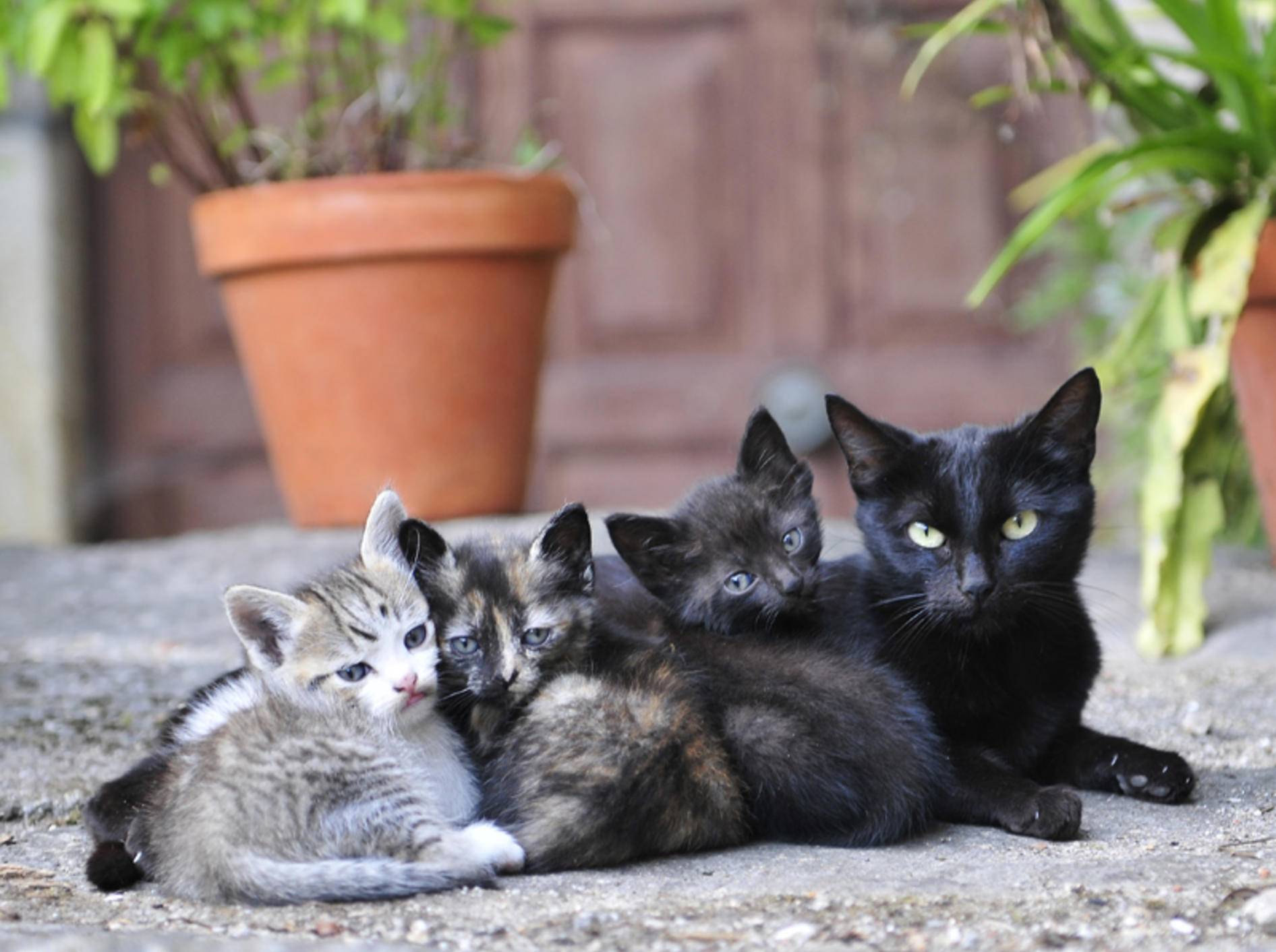 Diese kleinen Kätzchen müssen noch viel von ihrer Mutter lernen – Shutterstock / avarand