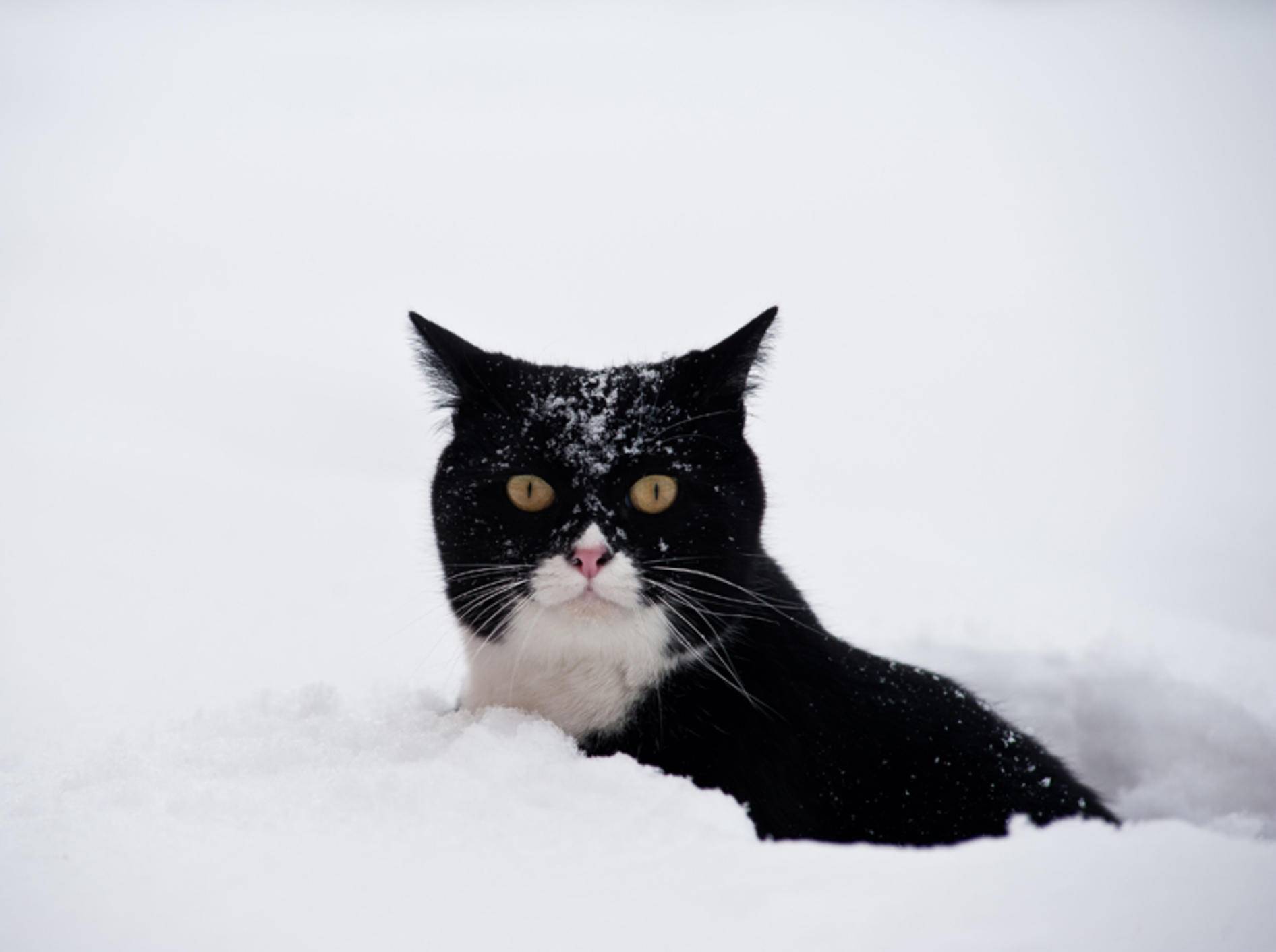 Brauchen Katzen im Winter anderes Futter als sonst? – Shutterstock / pio3