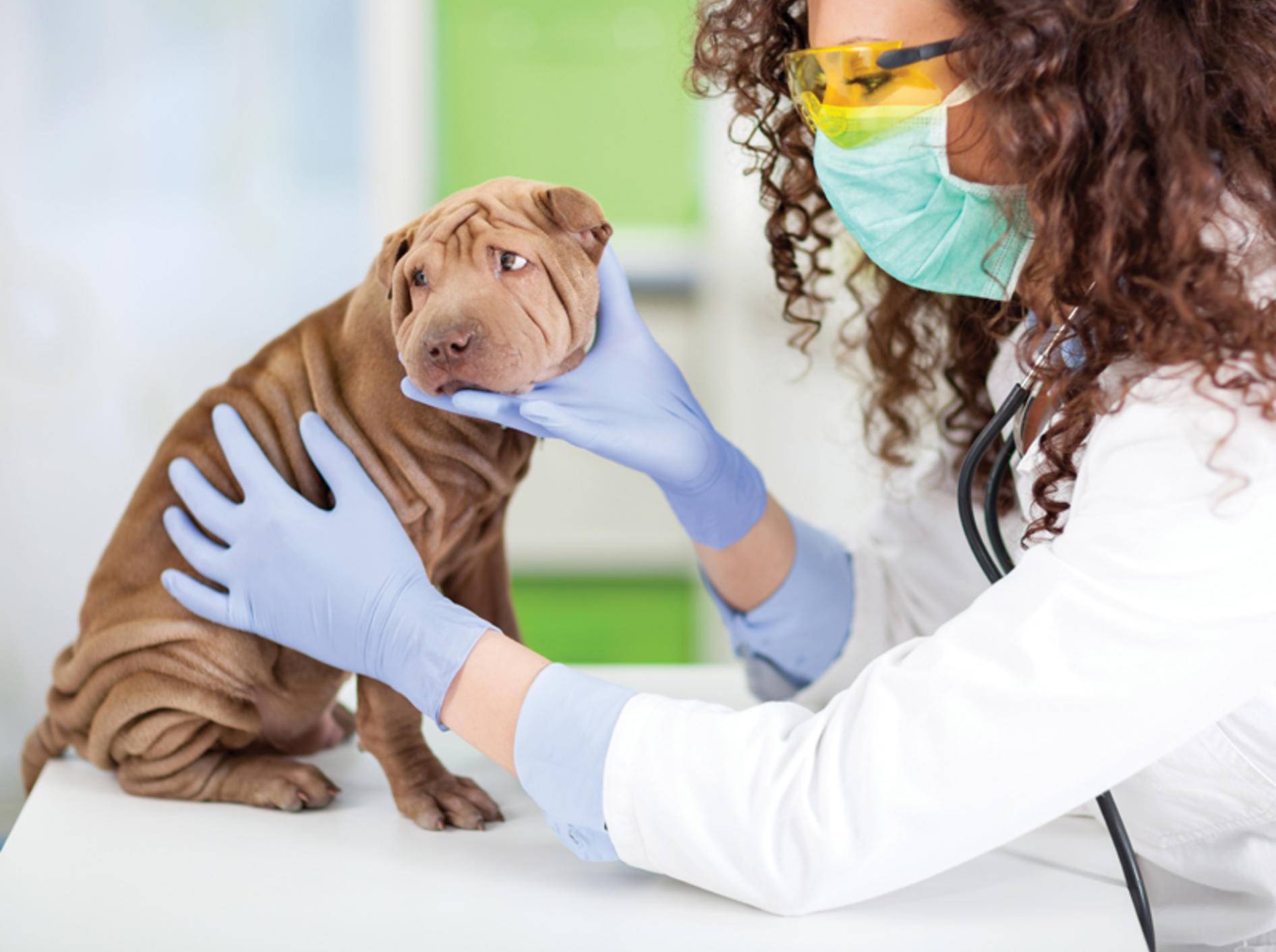 Armer kleiner Shar-Pei! Bei einem Darmverschluss muss ein Hund sofort zum Tierarzt! – Shutterstock / VP Photo Studio