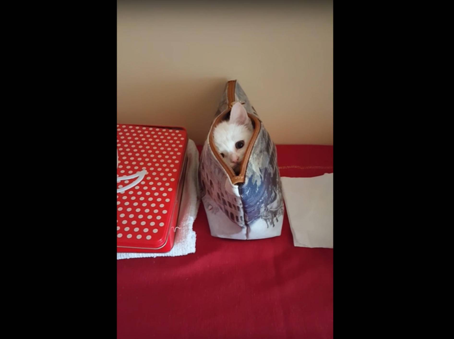 Süße Katze spielt Springteufel mit einer Handtasche – YouTube / Albina Cannavo