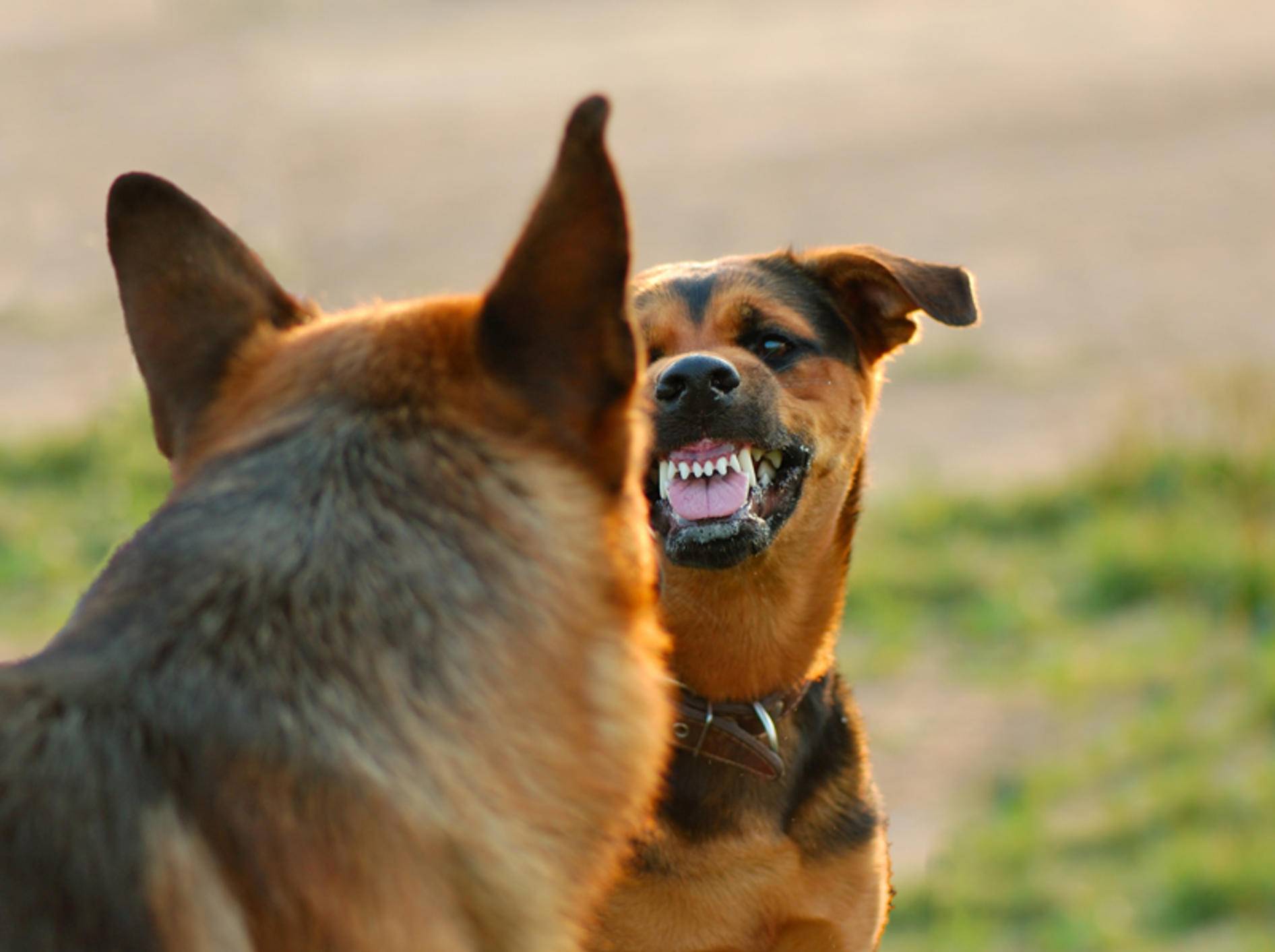 Bevor Hunde angreifen, durchlaufen sie verschiedene Eskalationsstufen – Shutterstock / Art_man