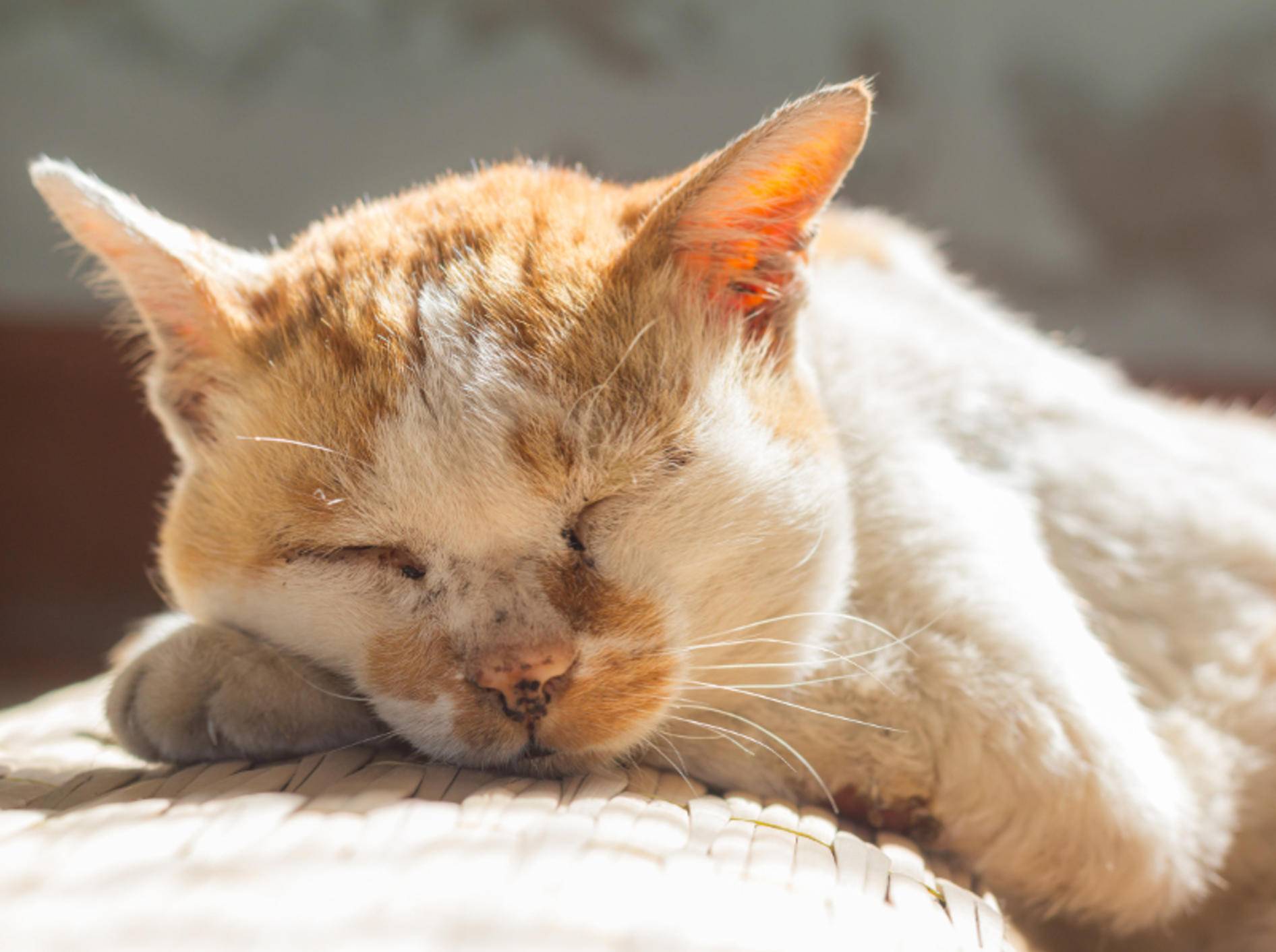Alte Katze: Ab wann gelten Katzen als Senioren?