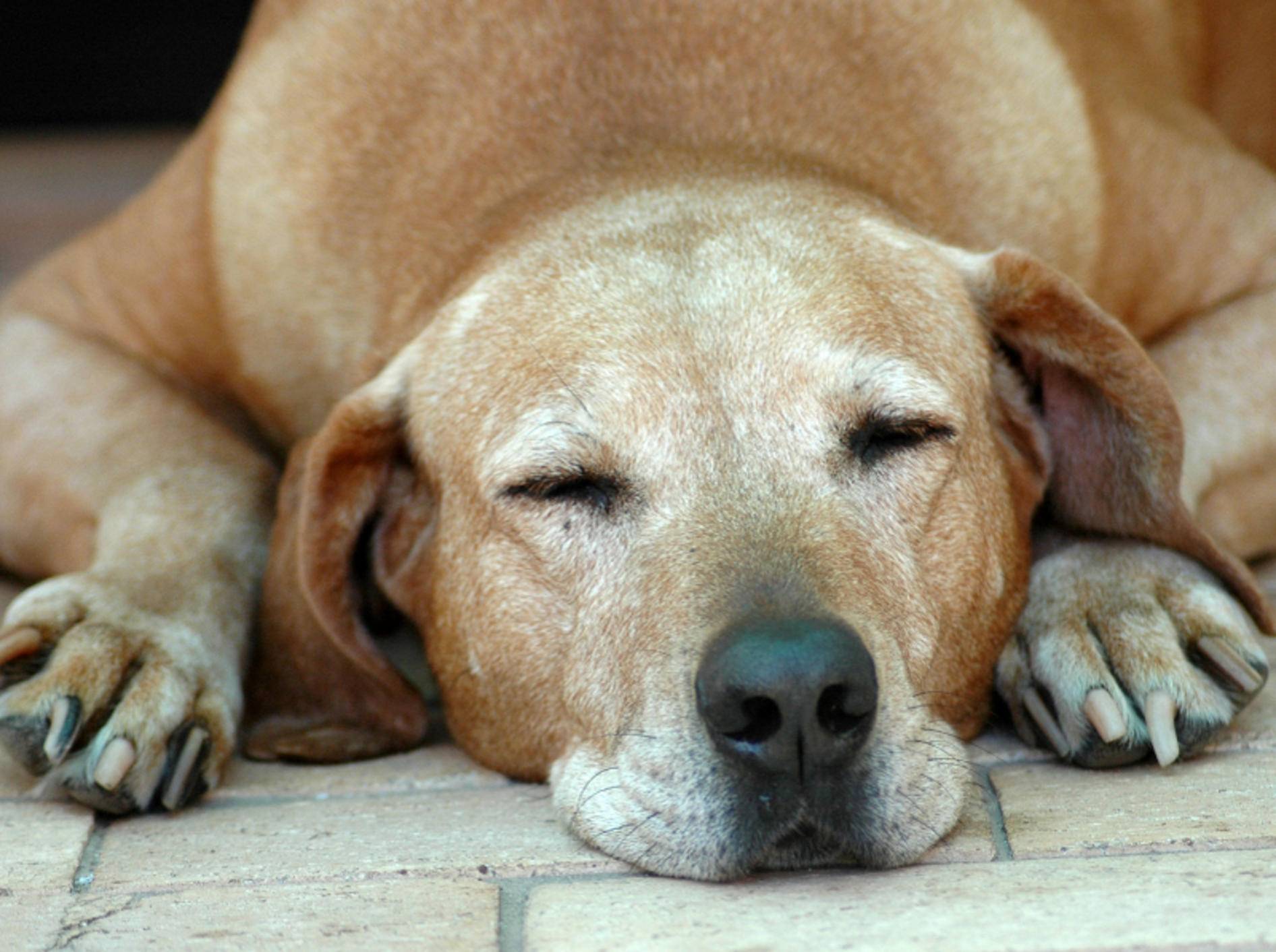 Vor allem ältere Hunde, wie dieser Senior, können im fortgeschrittenem Alter an Harninkontinenz erkranken – Shutterstock / Anke van Wyk