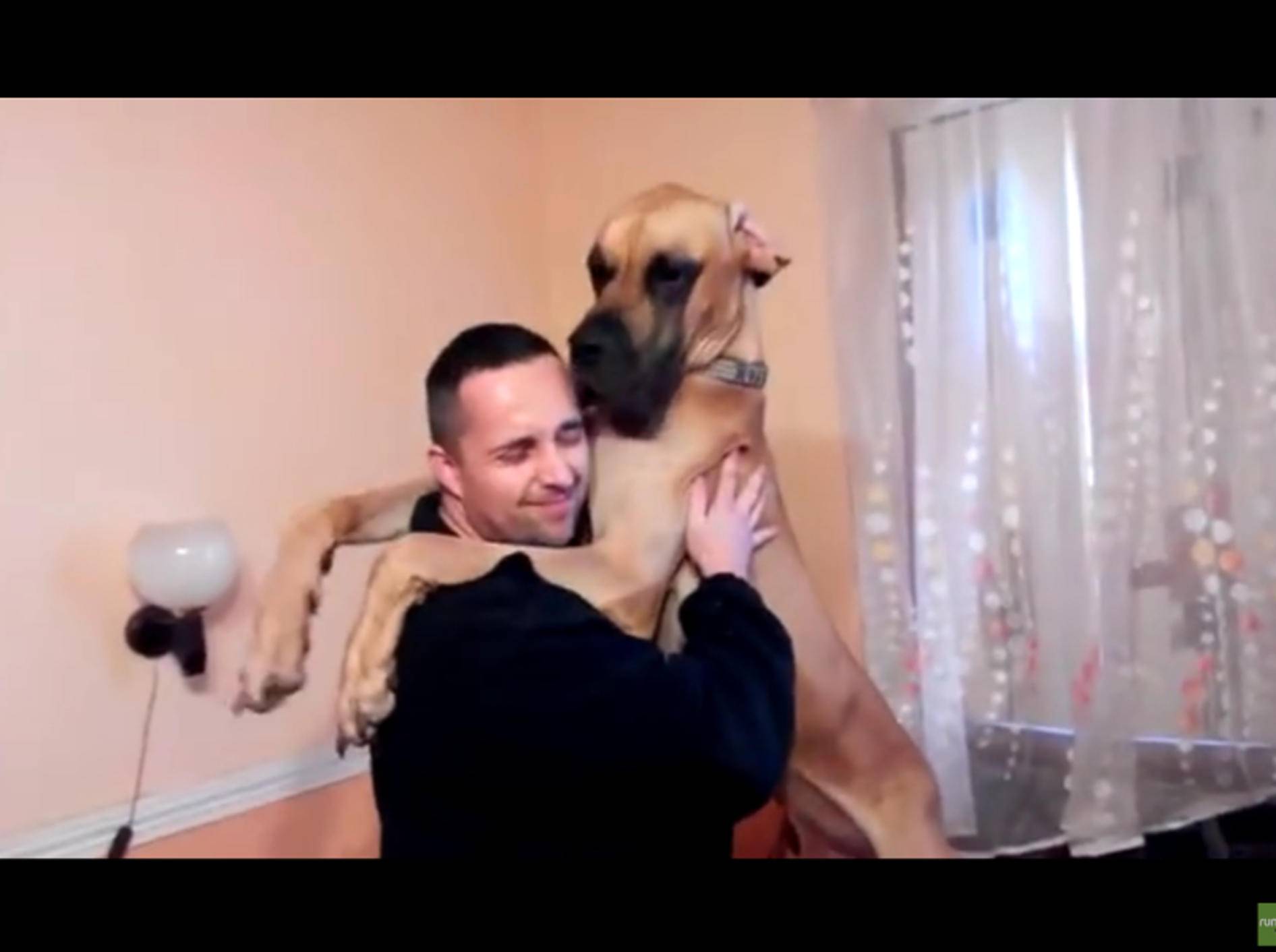Wie groß eine Dogge werden kann, zeigt sich spätestens dann, wenn sie jemanden aufrecht umarmt – YouTube / Rumble Viral