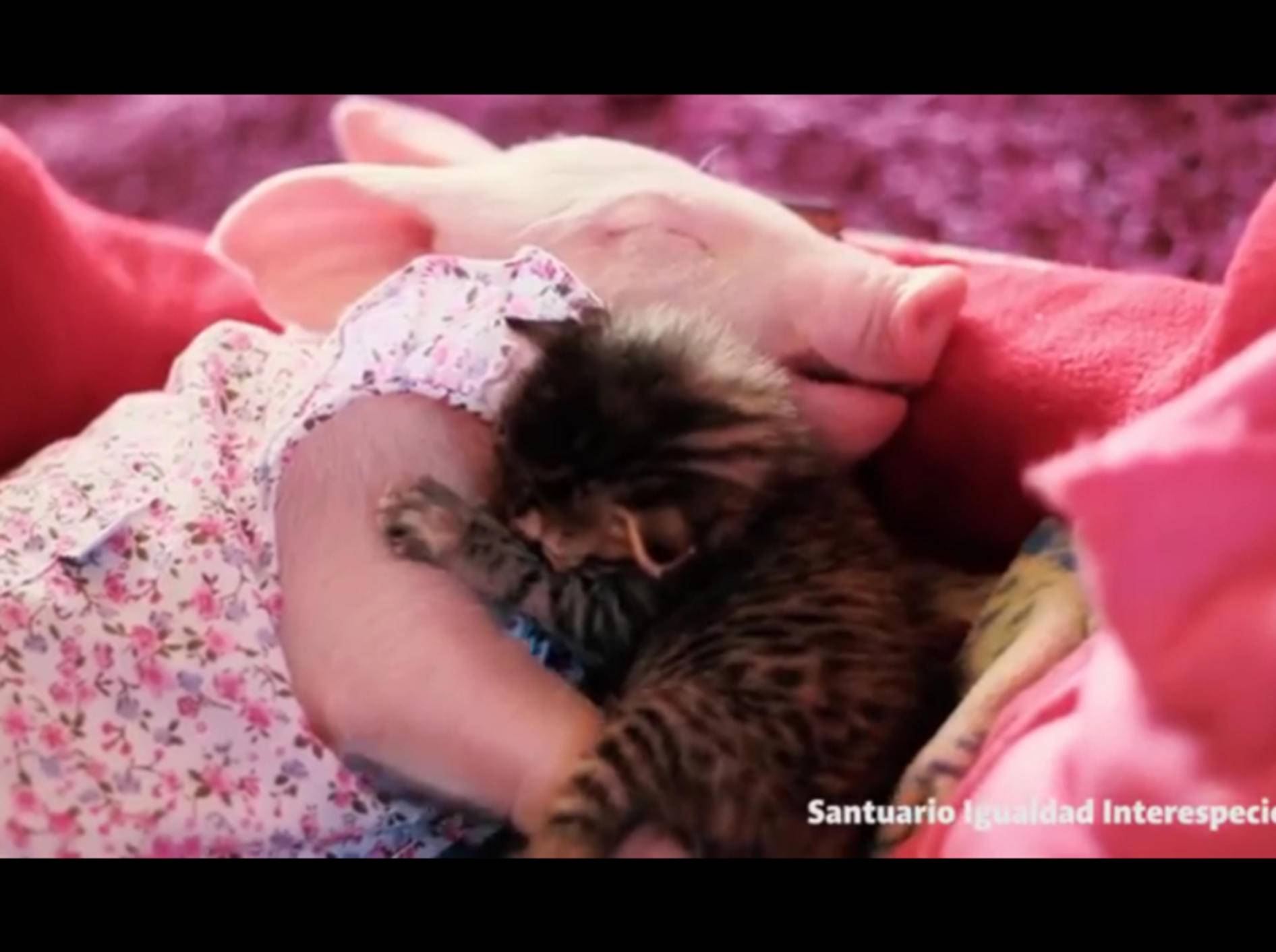 Ferkel und Kätzchen schmusen und schlafen gemeinsam ein – YouTube / Santuario Igualdad Interespecie