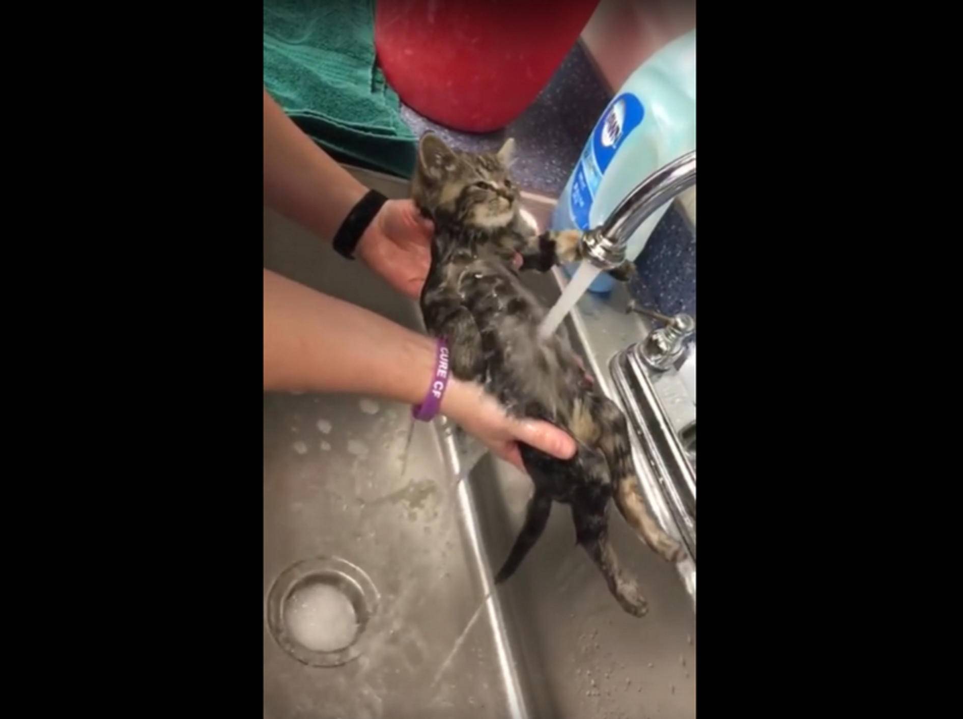 Dieses Kätzchen genießt den lauwarmen Wasserstrahl auf ihren Bauch – YouTube / Greater Androscoggin Humane Society