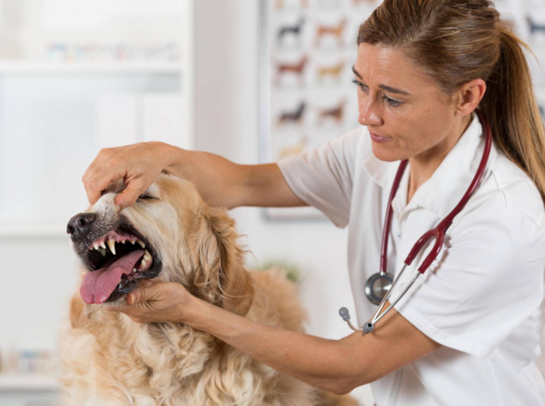 Regurgitation beim Hund sollte schnellstmöglich vom Tierarzt behandelt werden – Shutterstock / 135pixels