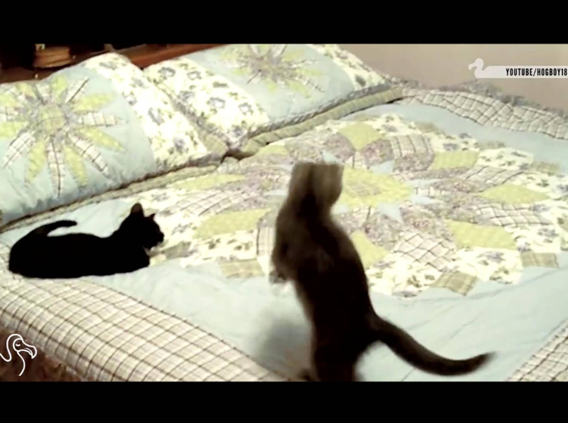 Diese Katzen glauben, dass sich etwas Lebendiges unter der Bettdecke versteckt – YouTube / The Dodo