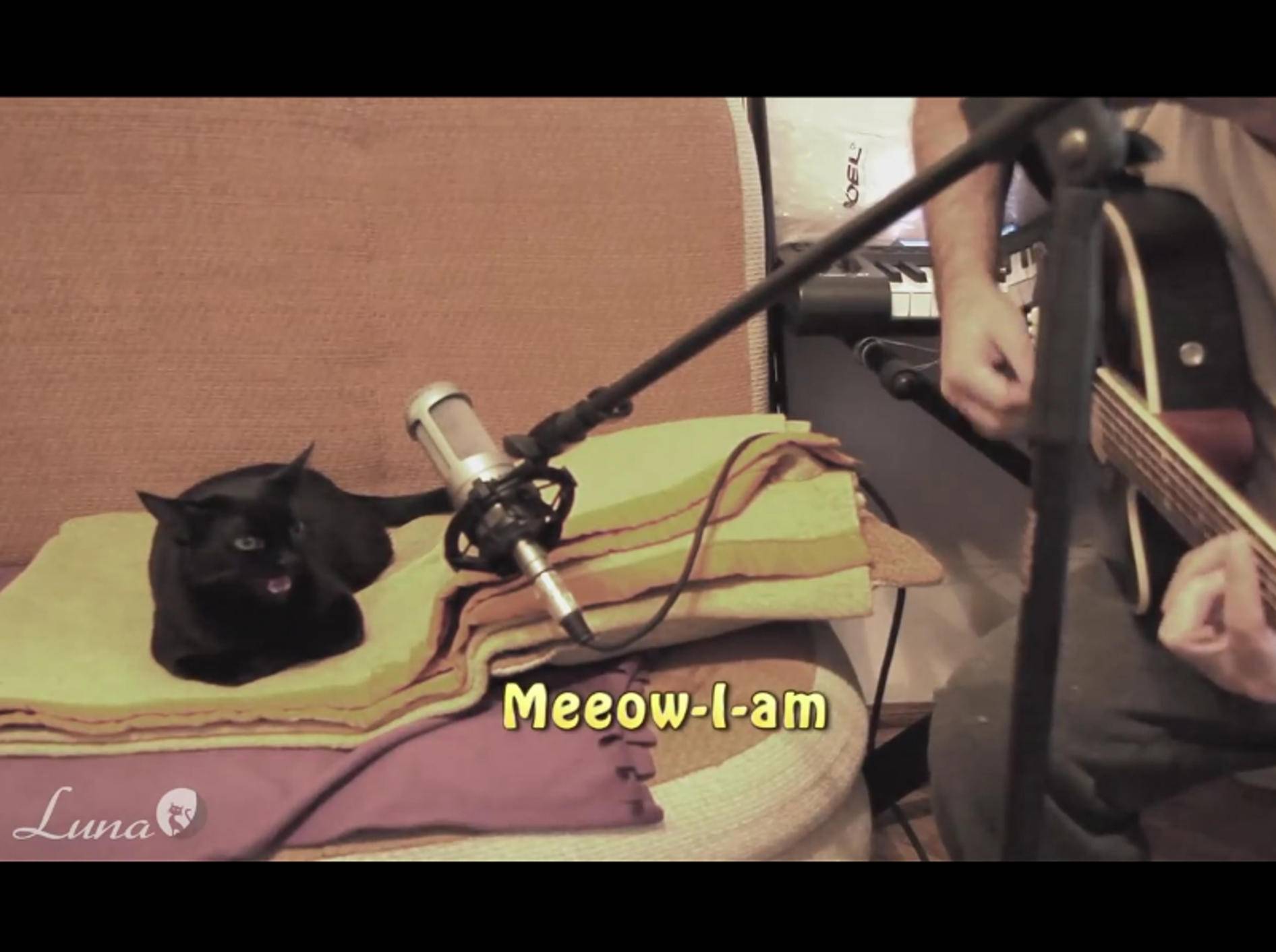 Luna kann wirklich singen. Auf jeden Fall weiß sie an den richtigen Stellen zu miauen – YouTube / Dovlecel and Luna the Singing cat