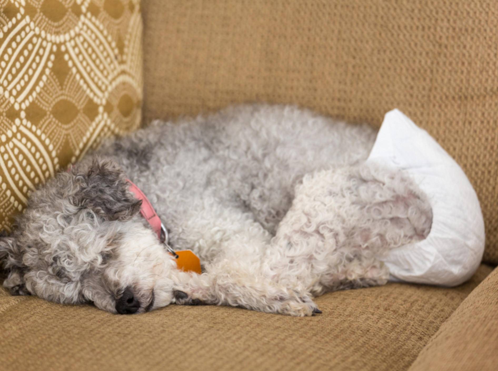 Spezielle Windeln für Hunde vermeiden ärgerliche Urinflecken in der Wohnung – Shutterstock / Steve Heap