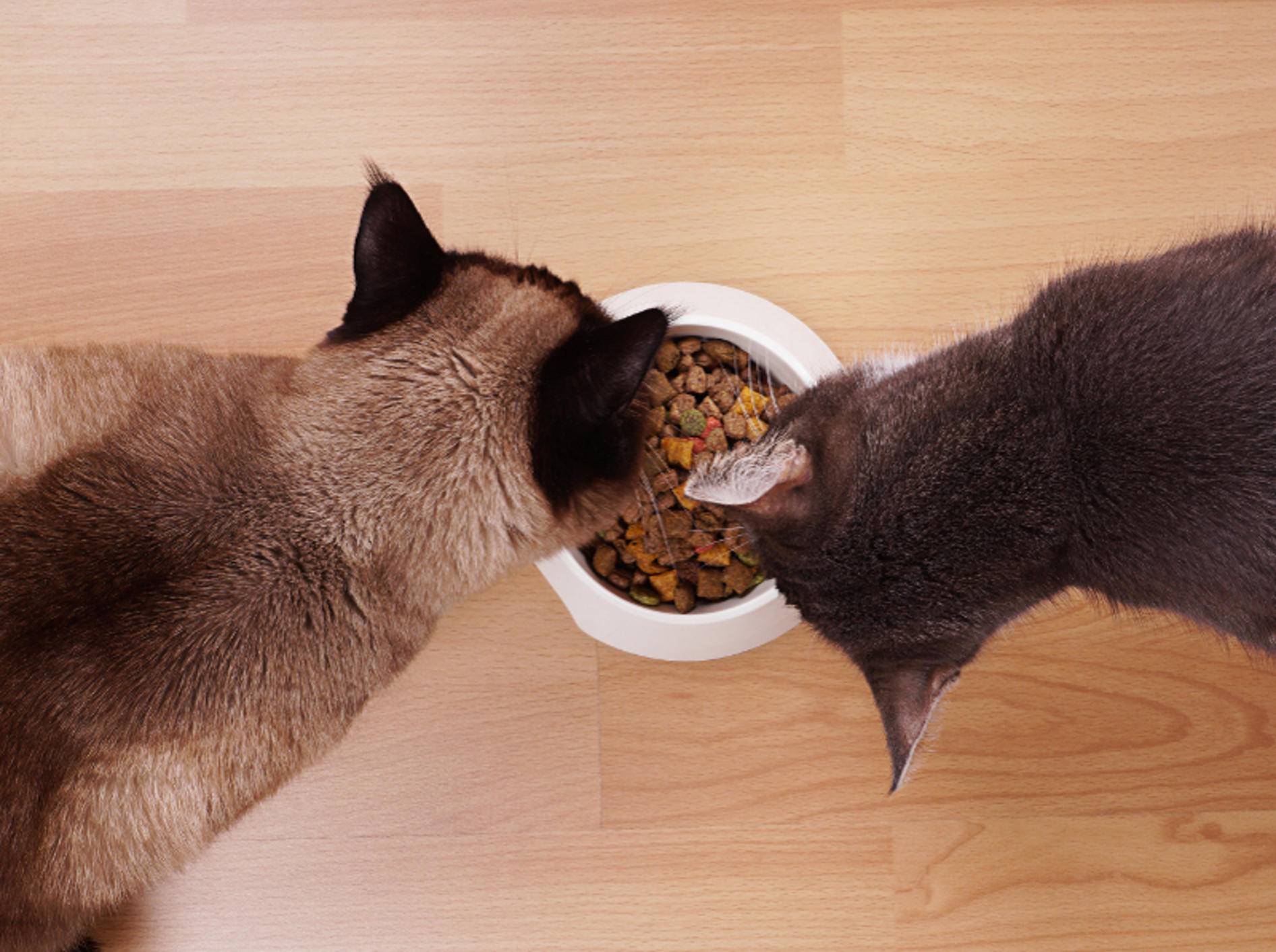 Ein Napf, zwei Tiger? Da stimmt was nicht. Jede Katze sollte ihren eigenen Futternapf haben – Shutterstock / Axel Bueckert