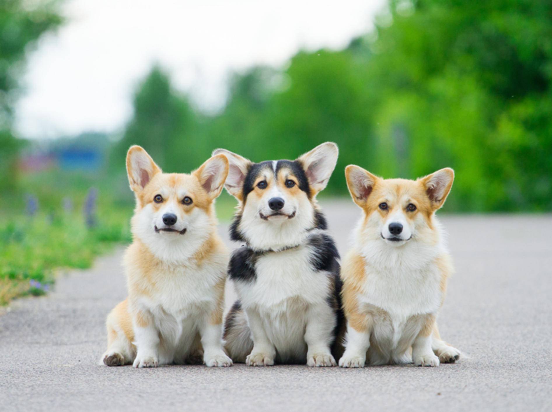 Corgis sind liebenswerte, eigensinnige Hunde, die gern immer mit dabei sind – Shutterstock / Revaphoto