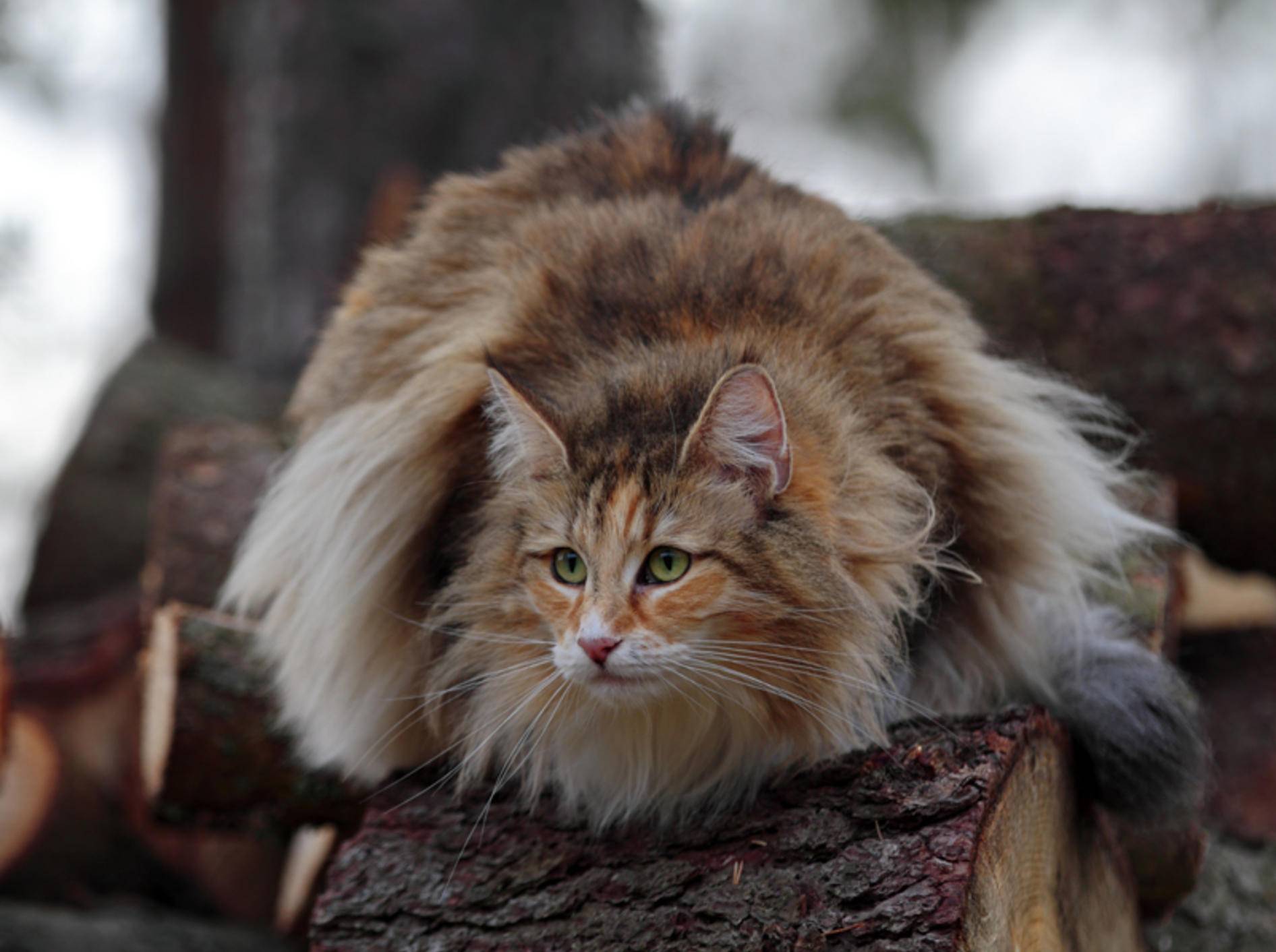 картинки норвежской лесной кошки