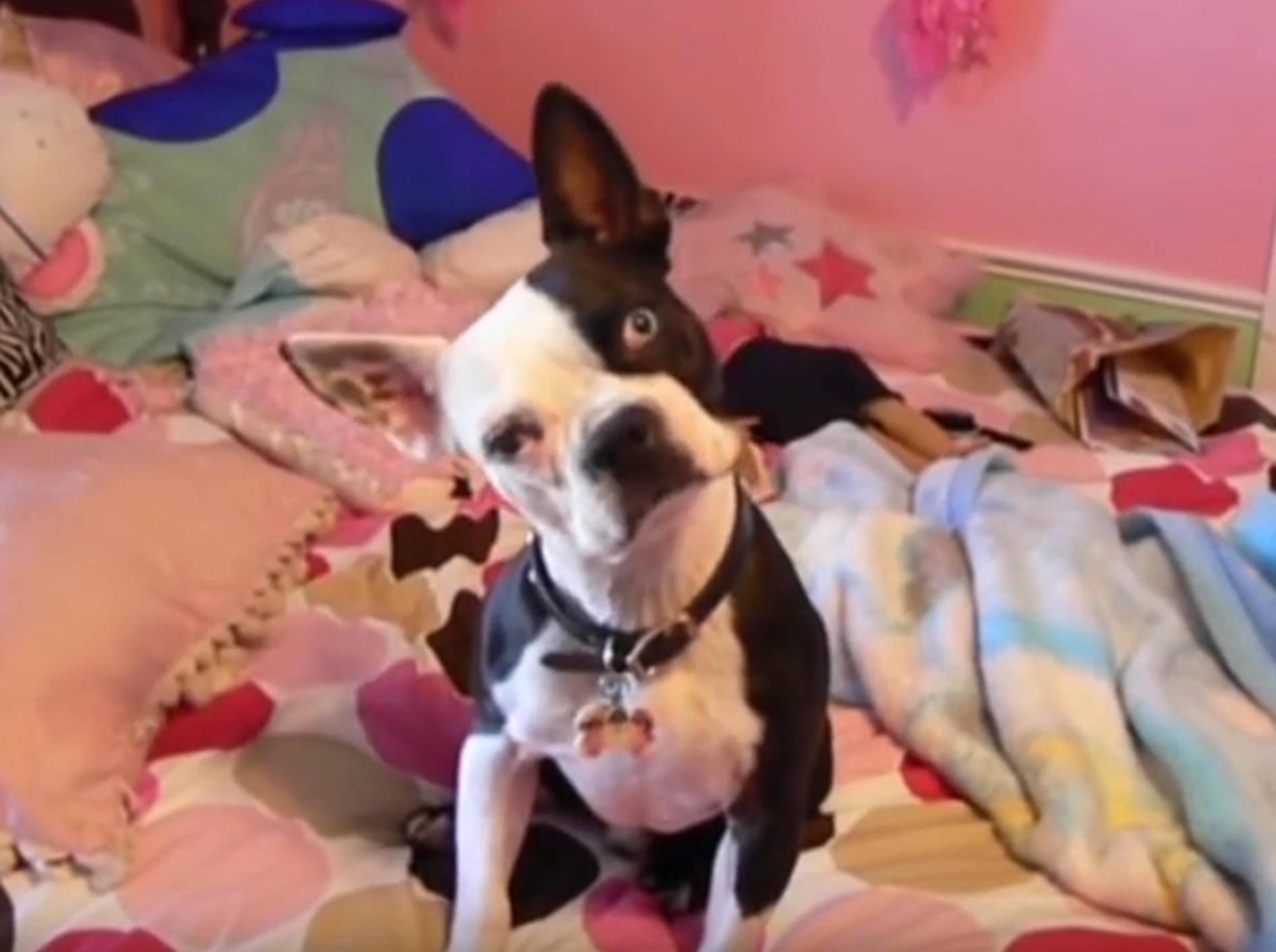 Süße französische Bulldogge legt den Kopf schief – YouTube / Kyoot Animals