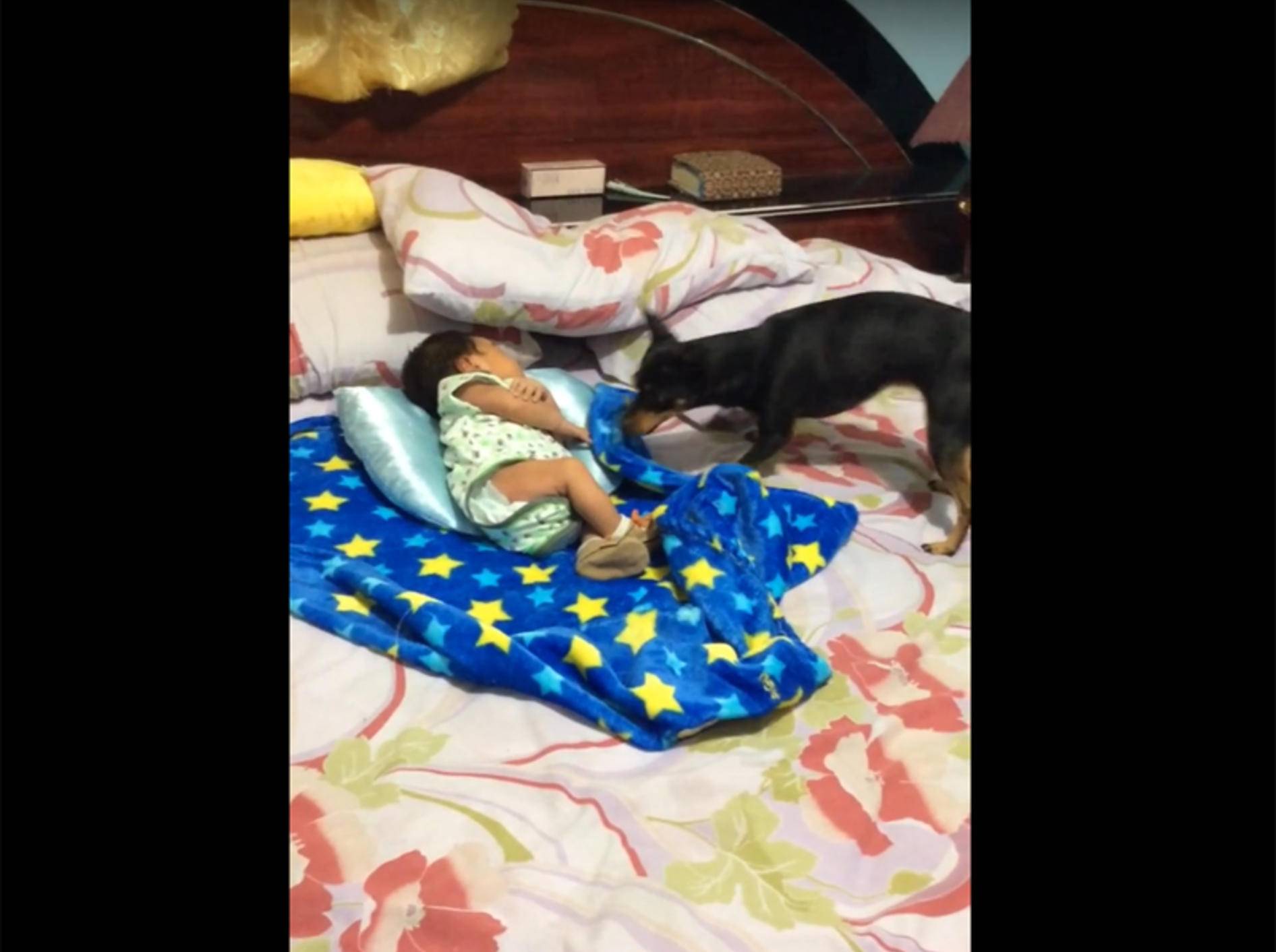 Fürsorglicher Hund deckt Baby liebevoll zu – YouTube / ViralHog