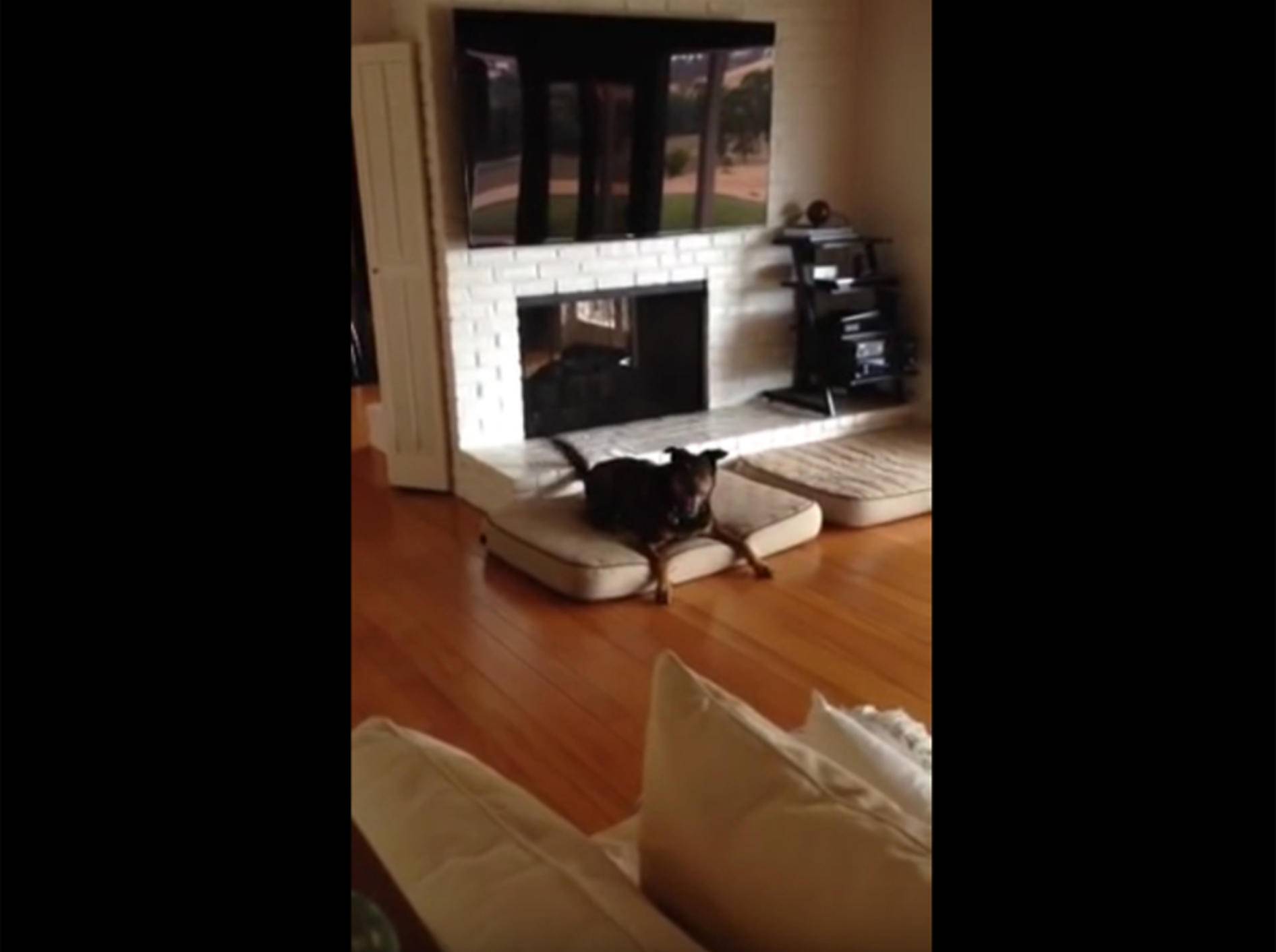 Hund hat seinen 10. Geburtstag und ist tierisch aufgeregt – YouTube / Jessica Pressman