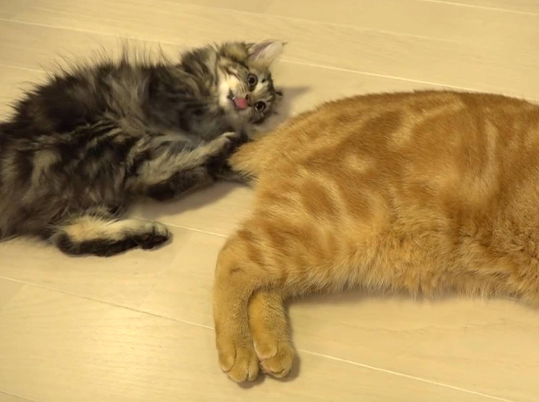 Kätzchen Osamu ärgert seine Katzenfreunde – YouTube / 10 Cats.