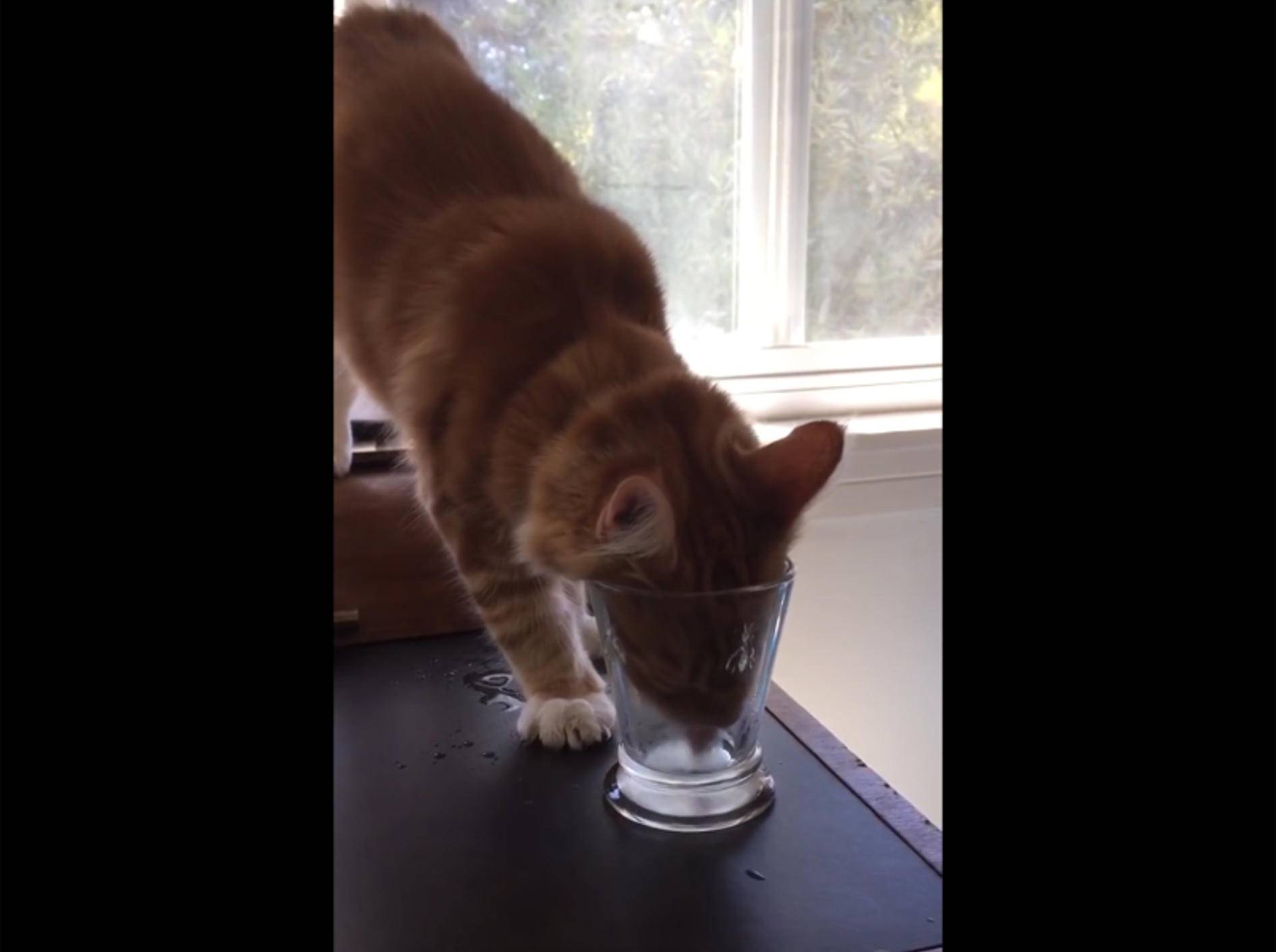 Drollige Katze: Aus dem Glas trinken ist ziemlich schwer – YouTube / Rumble Viral