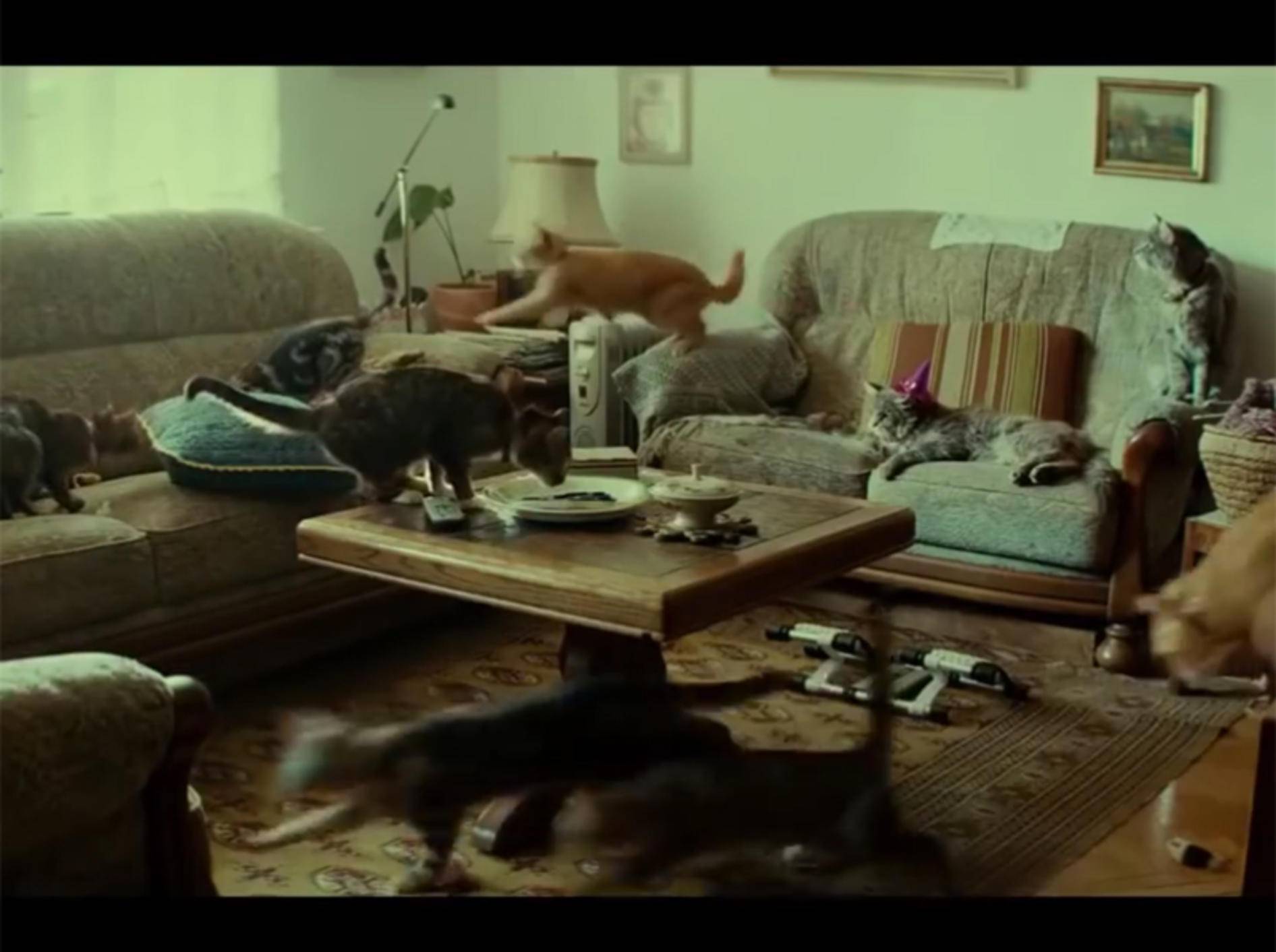 Japanischer Werbespot zeigt Katze allein zu Haus – YouTube / Animals Love