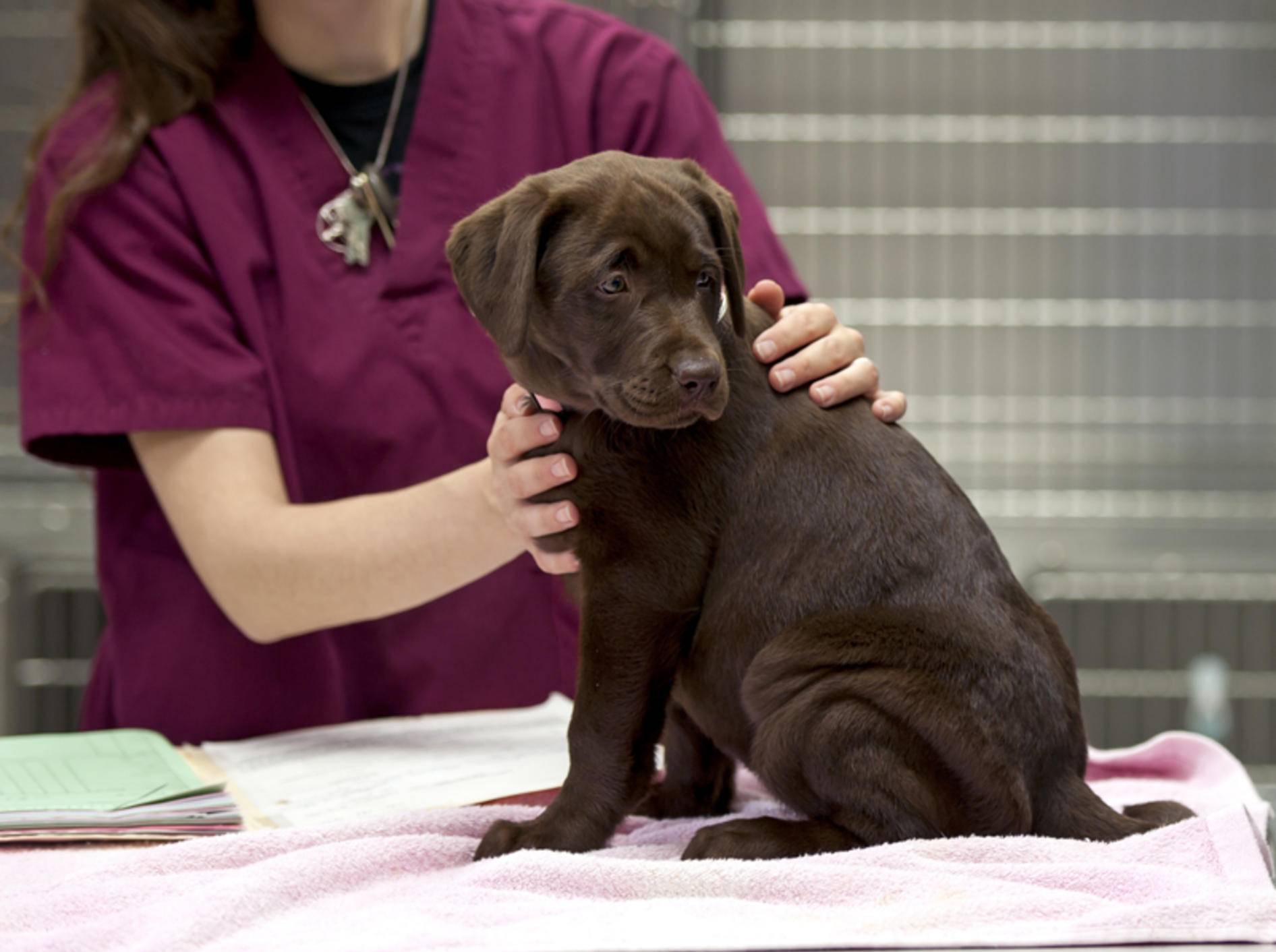 Wenn Hunde sich übergeben müssen, ist meist ein Tierarztbesuch ratsam – Shutterstock / aspen rock